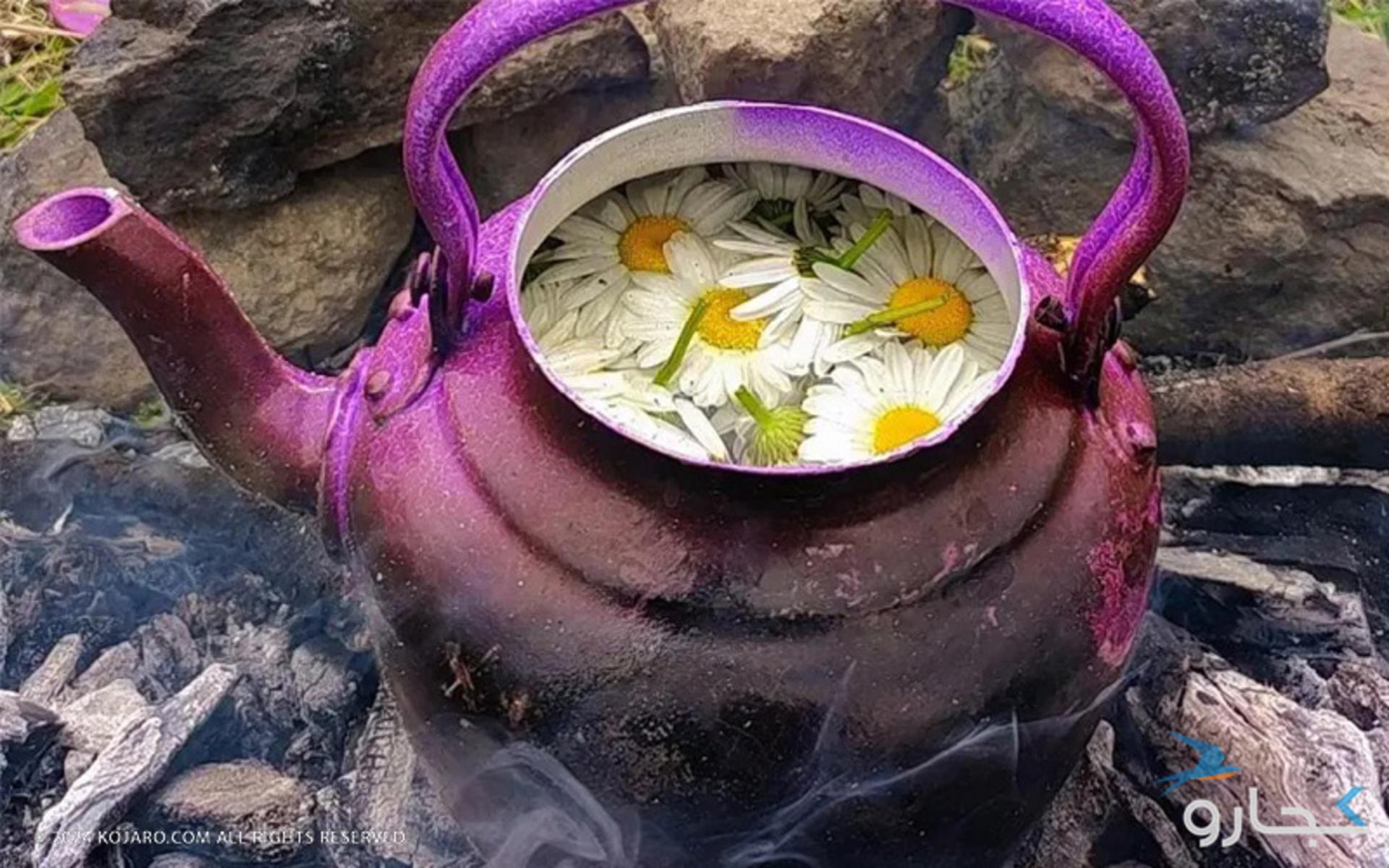 تهیه دمنوش بابونه در طبیعت