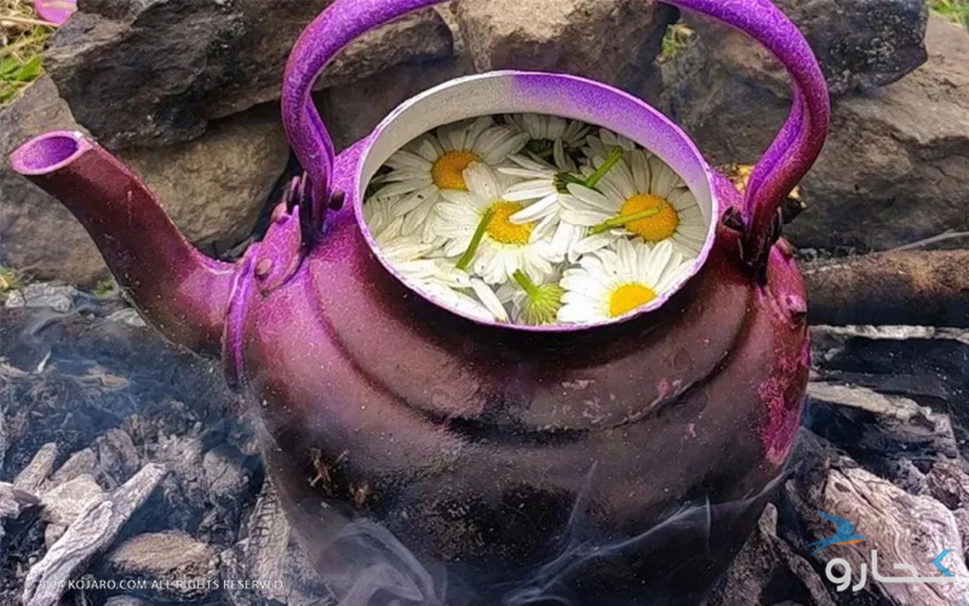 تهیه دمنوش بابونه در طبیعت