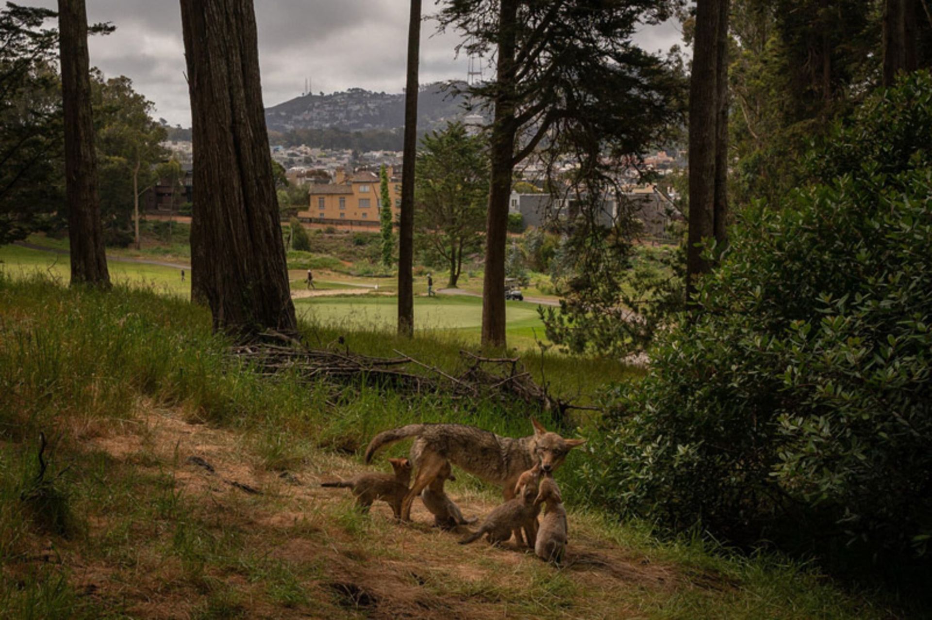 کایوت مادر و توله‌هایش در مراتع سبز سانفرانسیسکو 