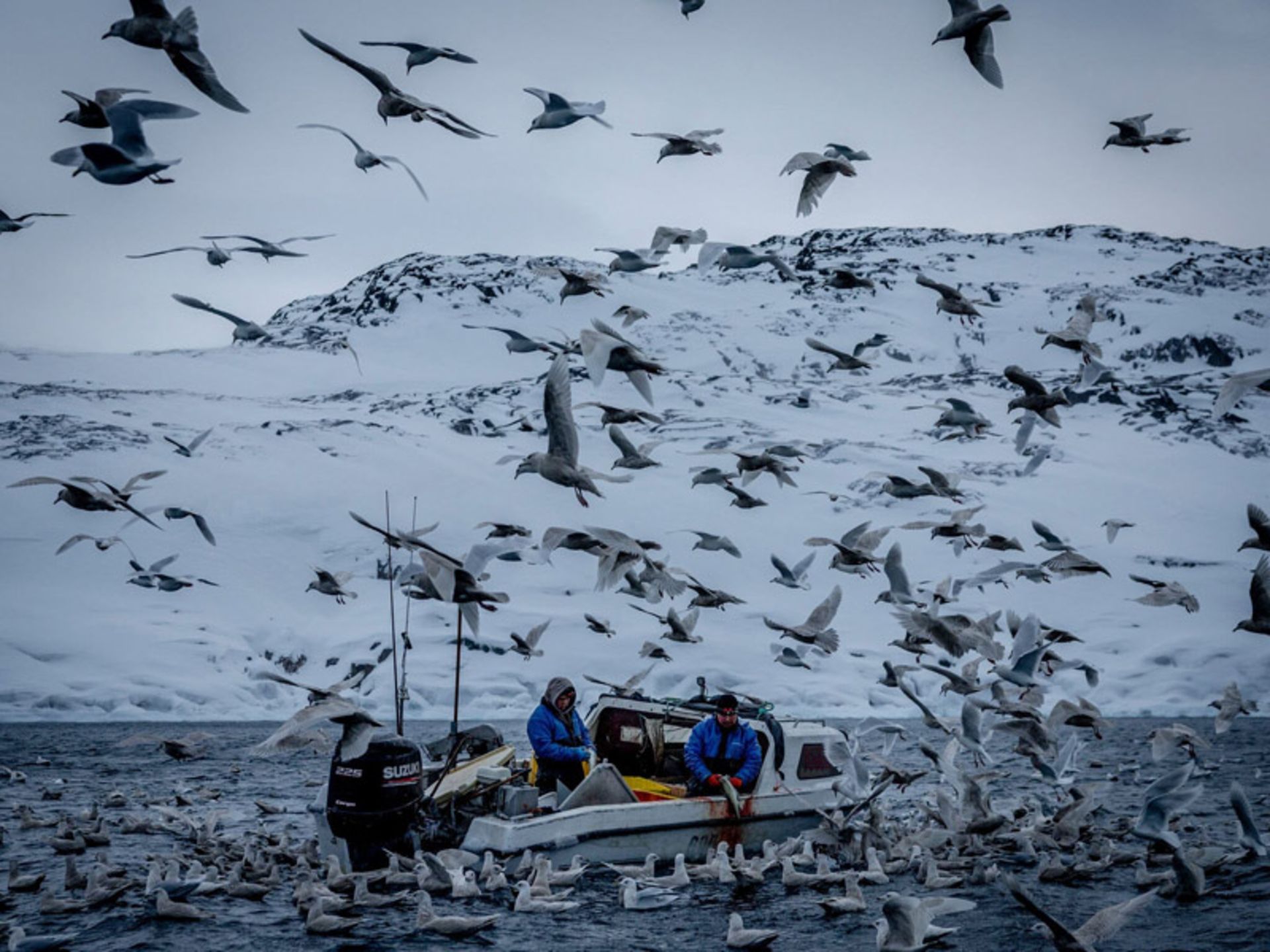 هجوم مرغ‌های دریایی به یک قایق ماهیگیری در گرینلند