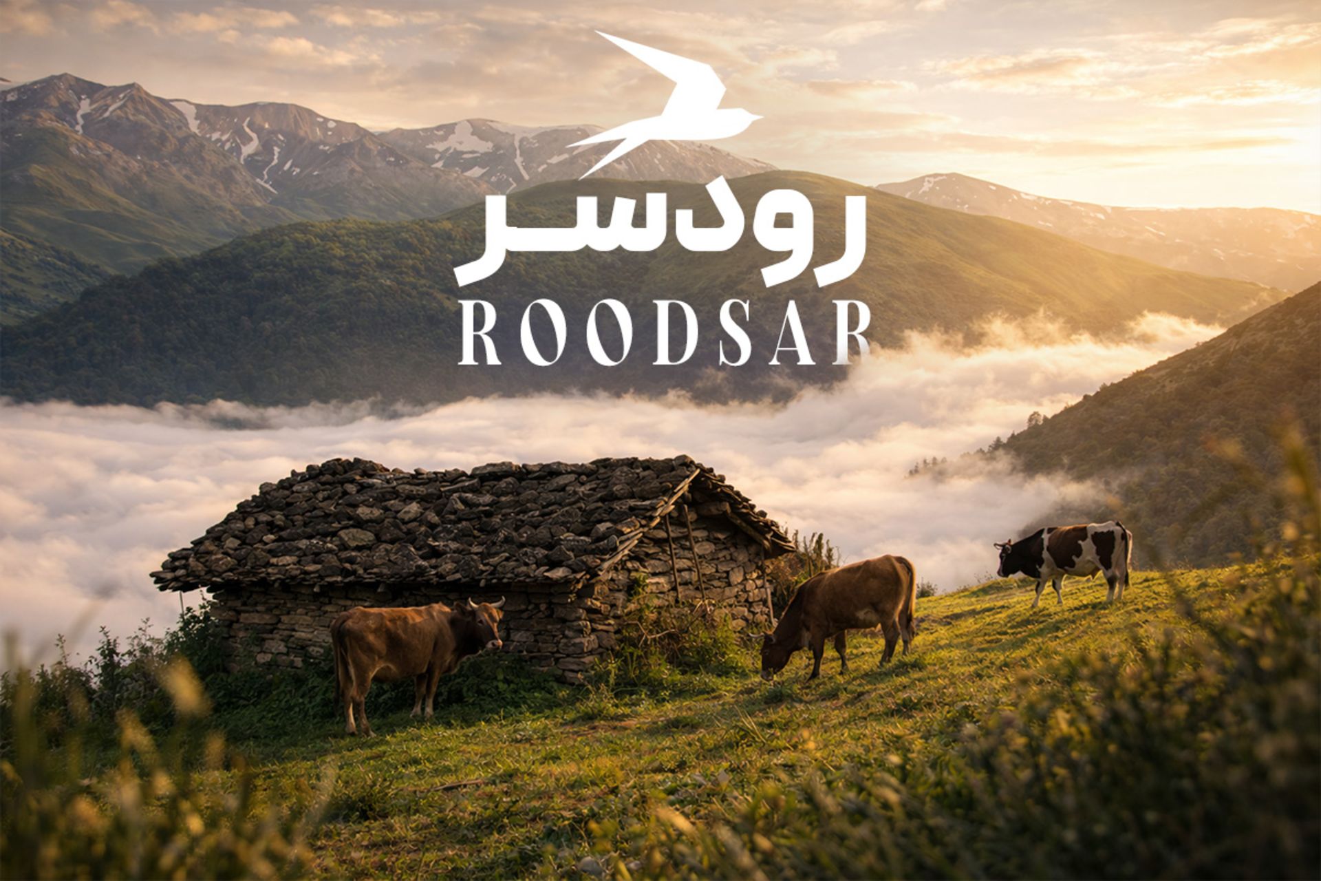 اقیانوس ابر در طبیعت کوهستانی رودسر