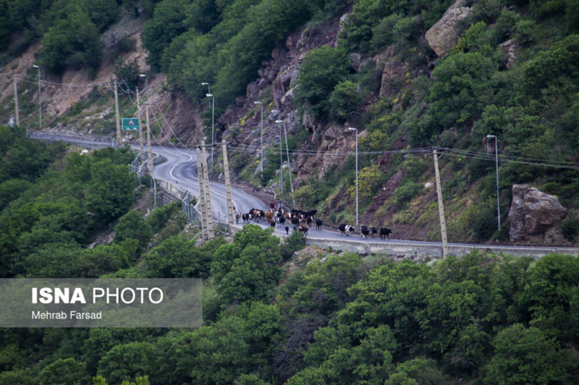 کوچ در جاده چالوس