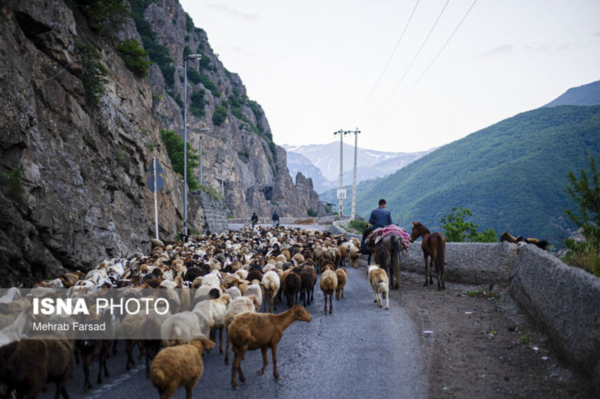 کوچ در جاده چالوس