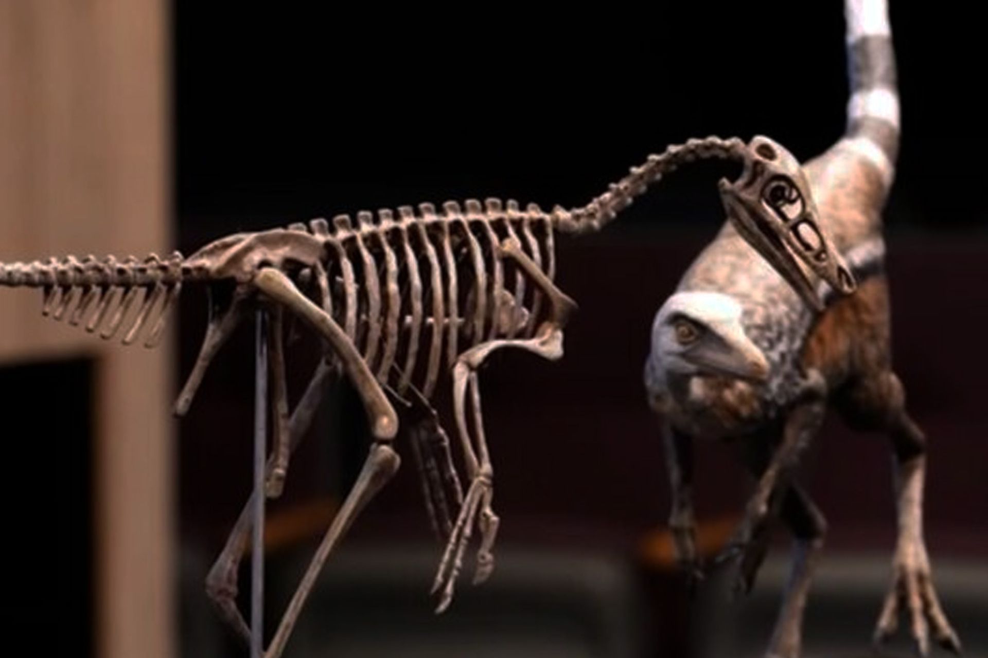 دایناسور به اندازه کلاغ