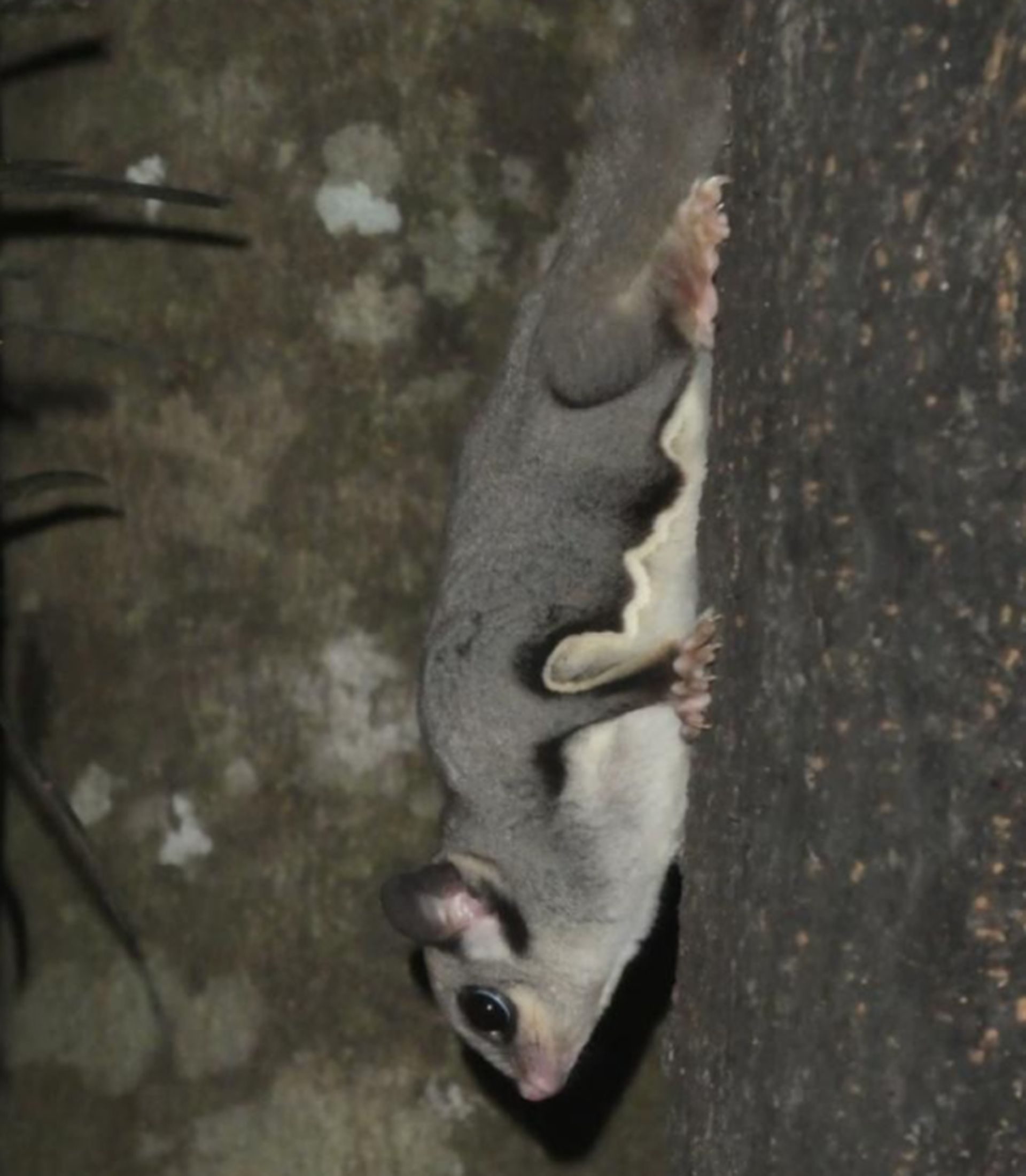 جانوران زیر نور فرابفنش