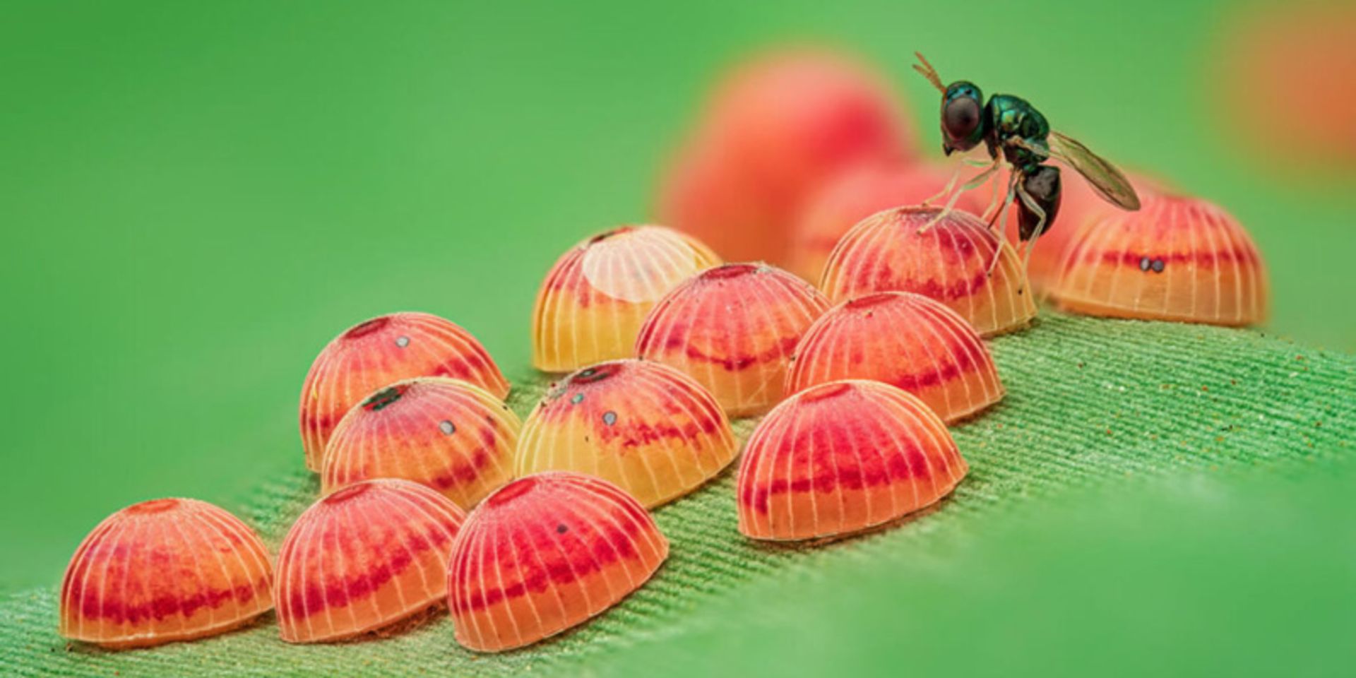 عکس بازی انگلی برنده جایزه برترین عکاسی ماکرو از حشرات