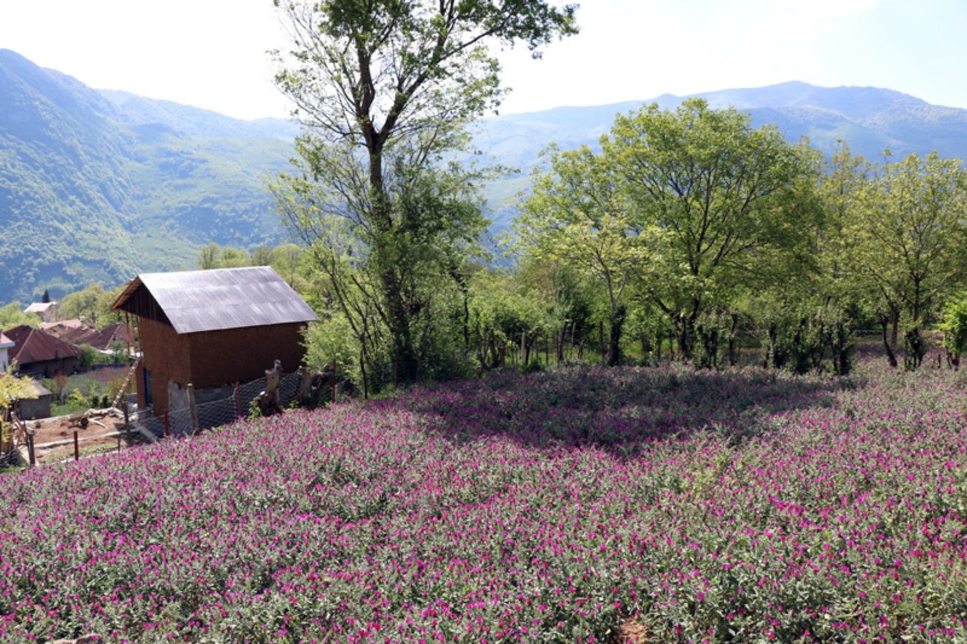 برداشت گل گاو زبان در گیلان