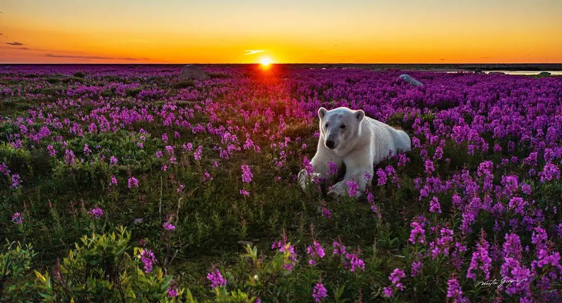 خرس قطبی در حال استراحت میان گل‌ها