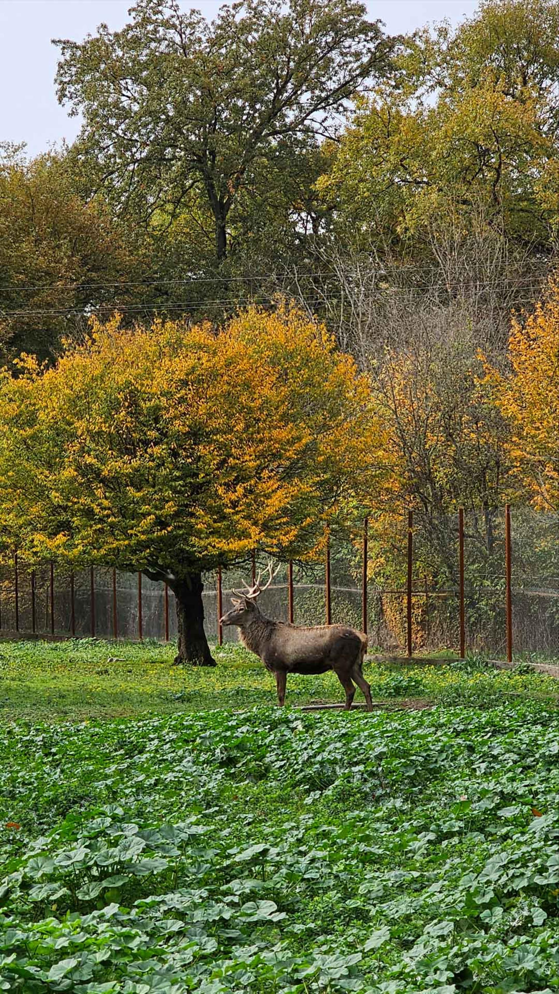 پاییز جنگل قرق