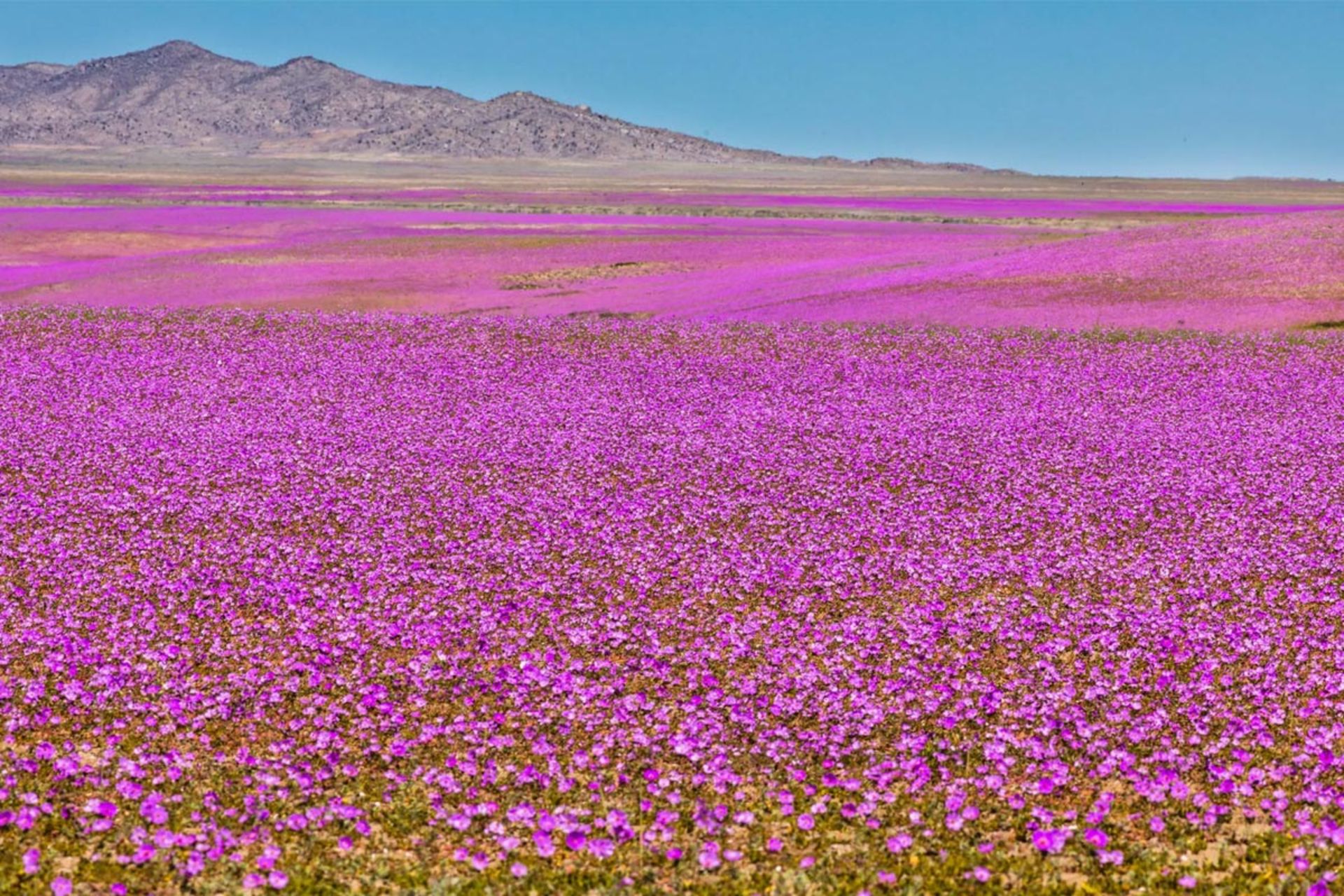 صحرای آتاکاما