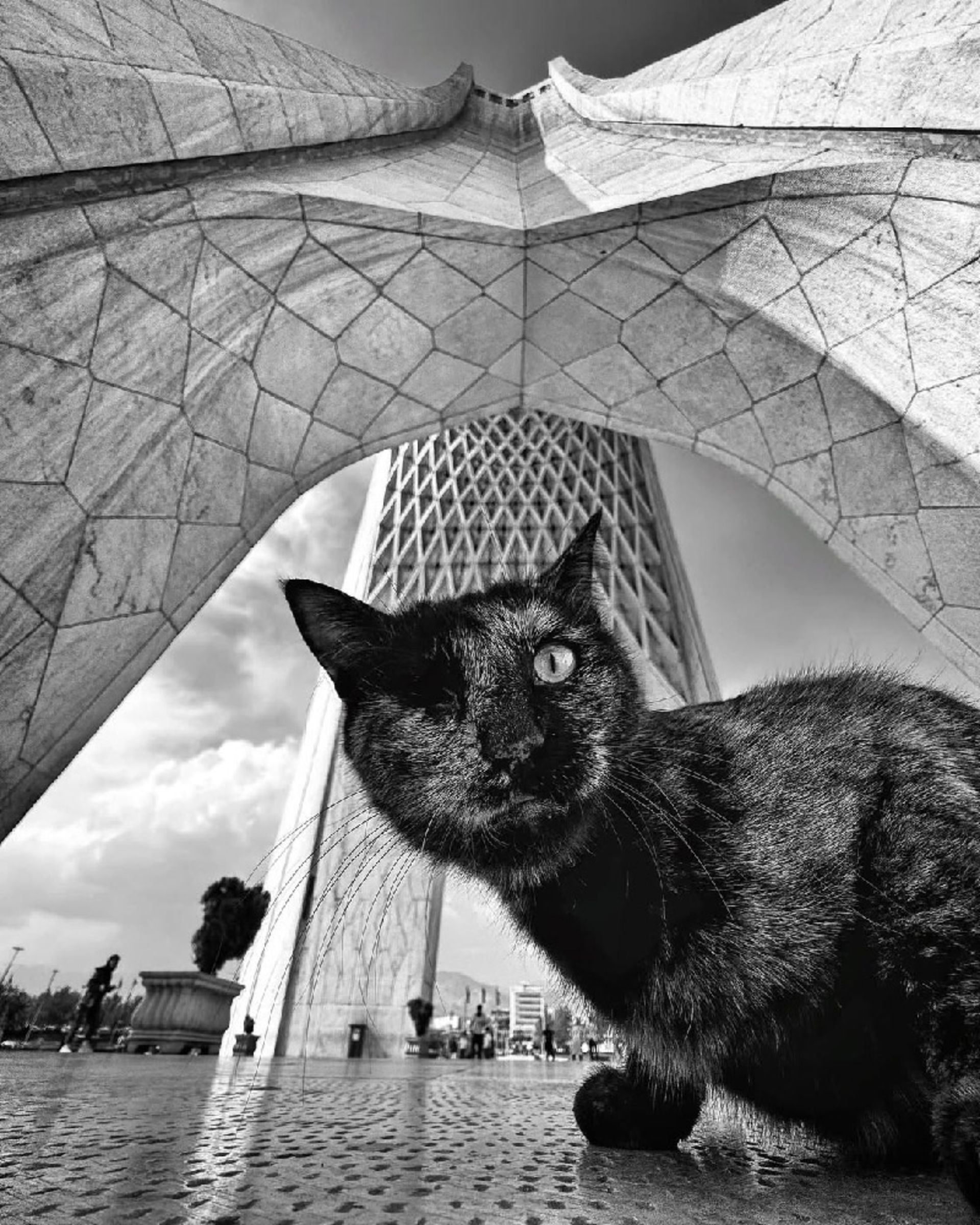 میدان آزادی و گربه‌ها