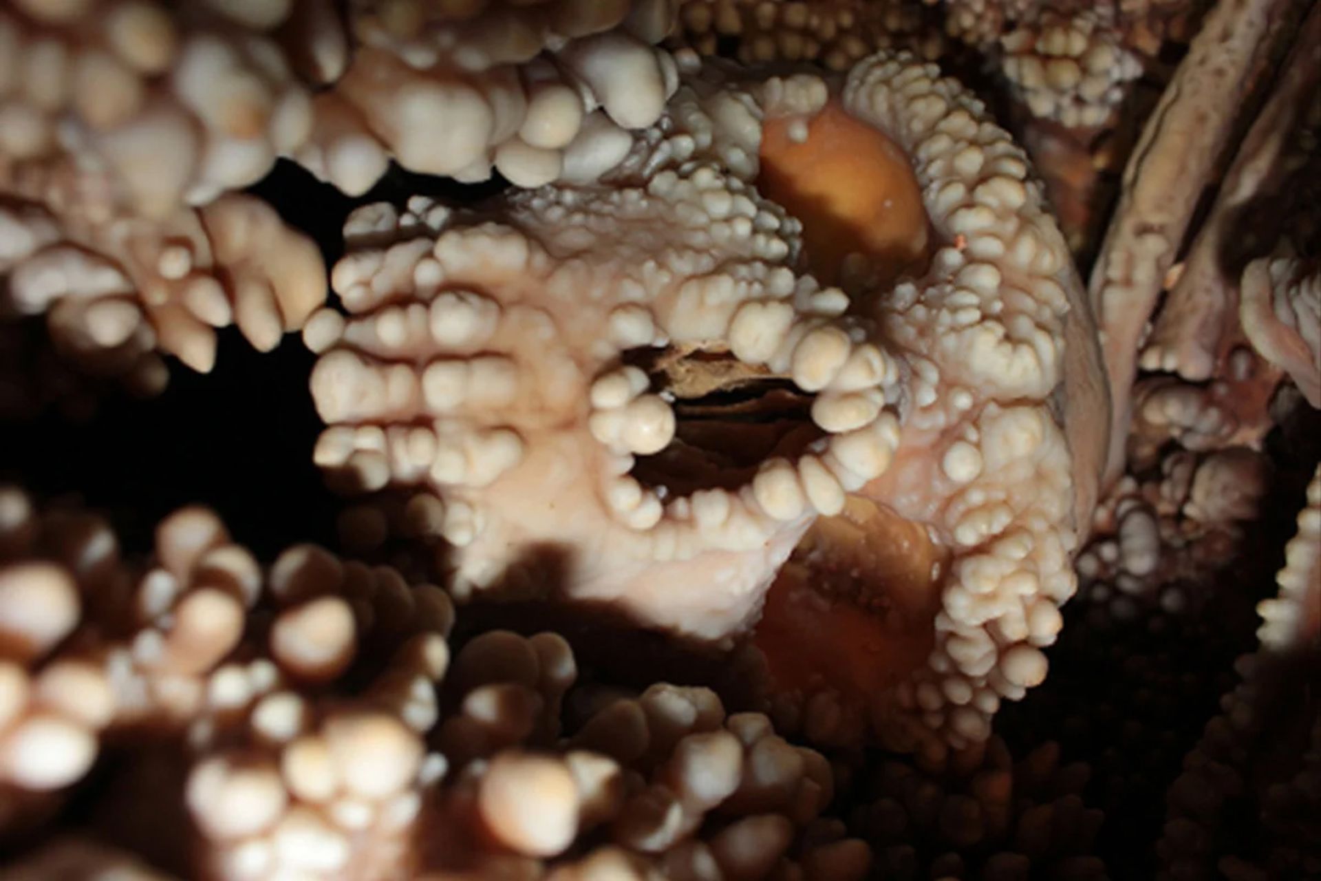 فسیل انسان نئاندرتال