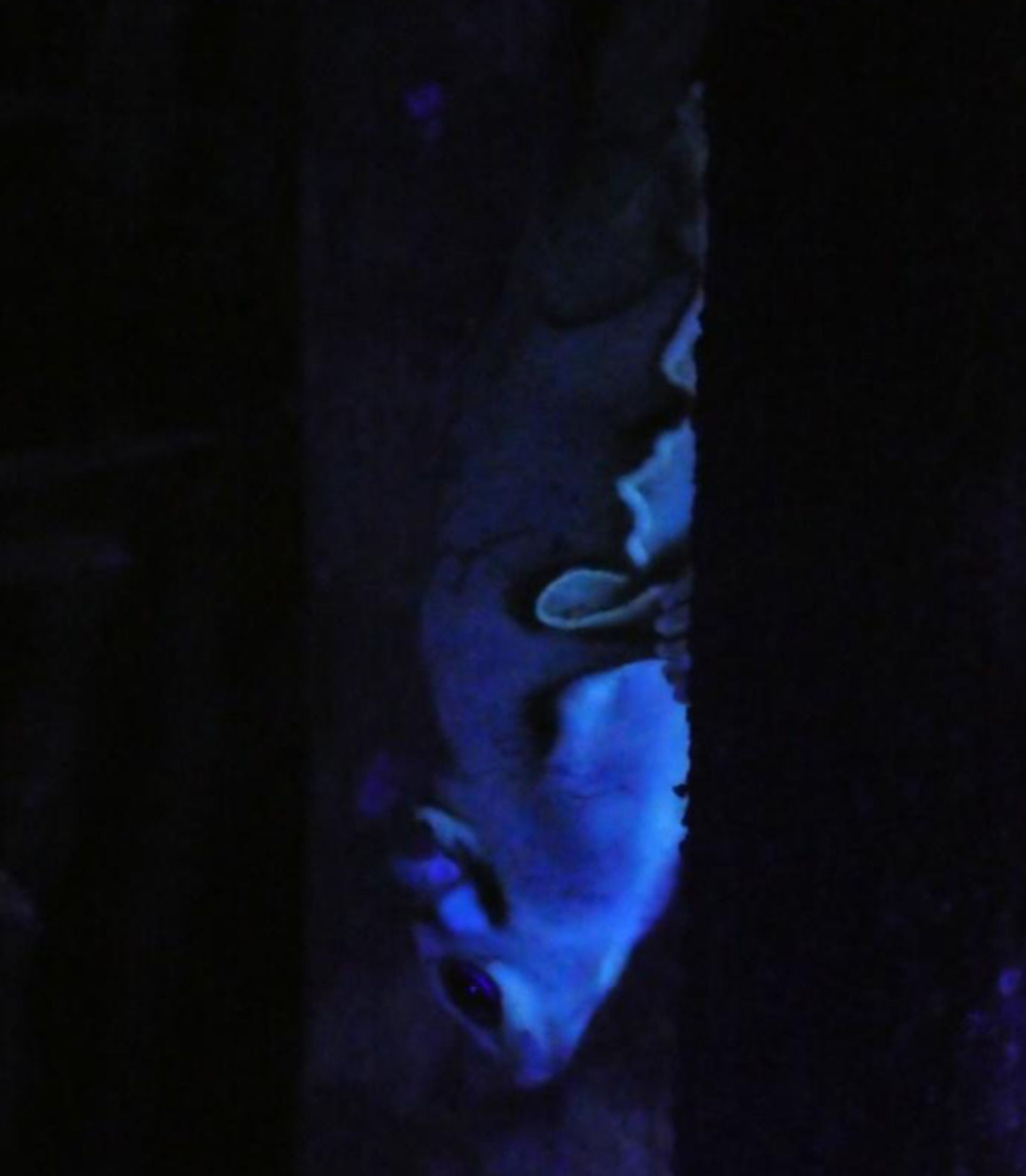 جانوران زیر نور فرابفنش