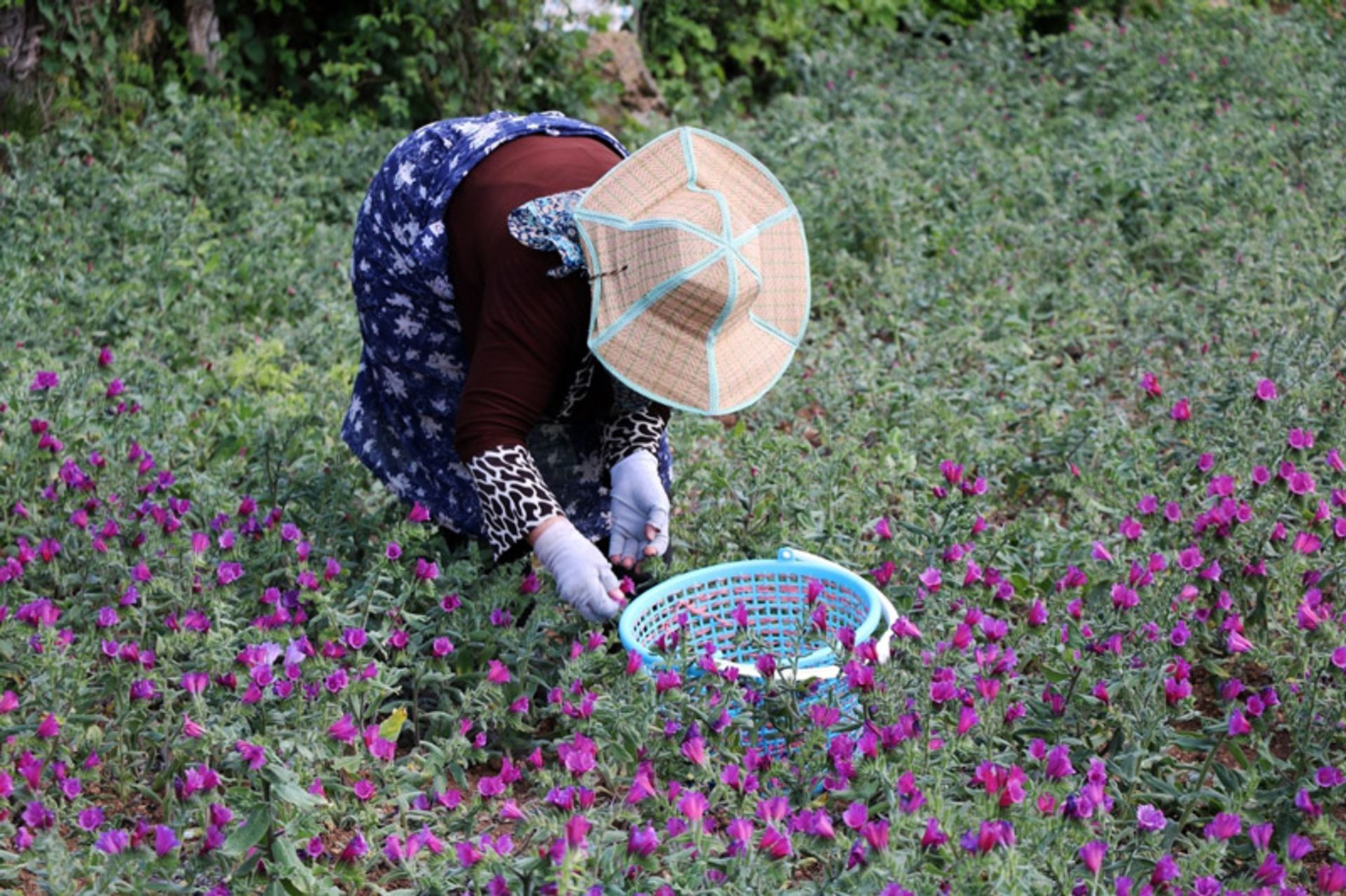 برداشت گل گاو زبان در گیلان