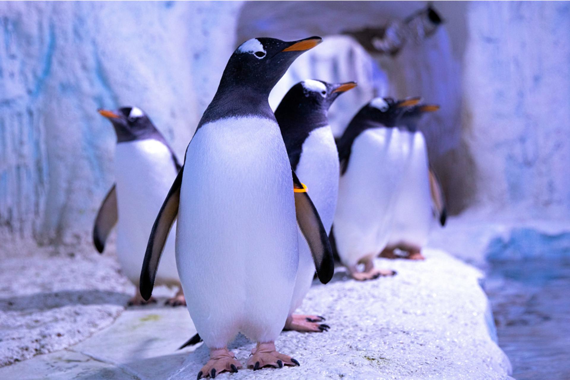 پنگوئن در آکواریوم