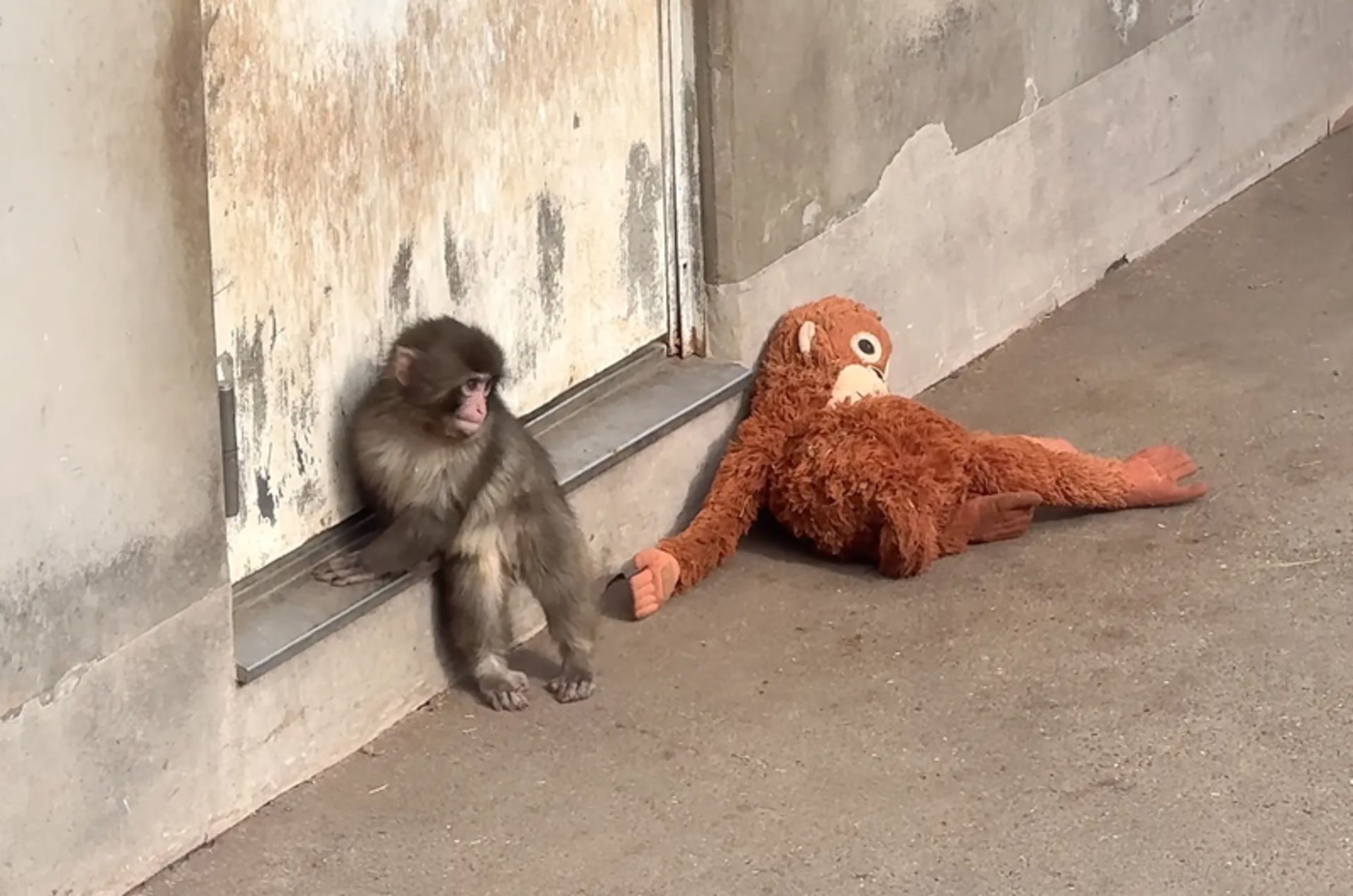 بچه میمون تنها