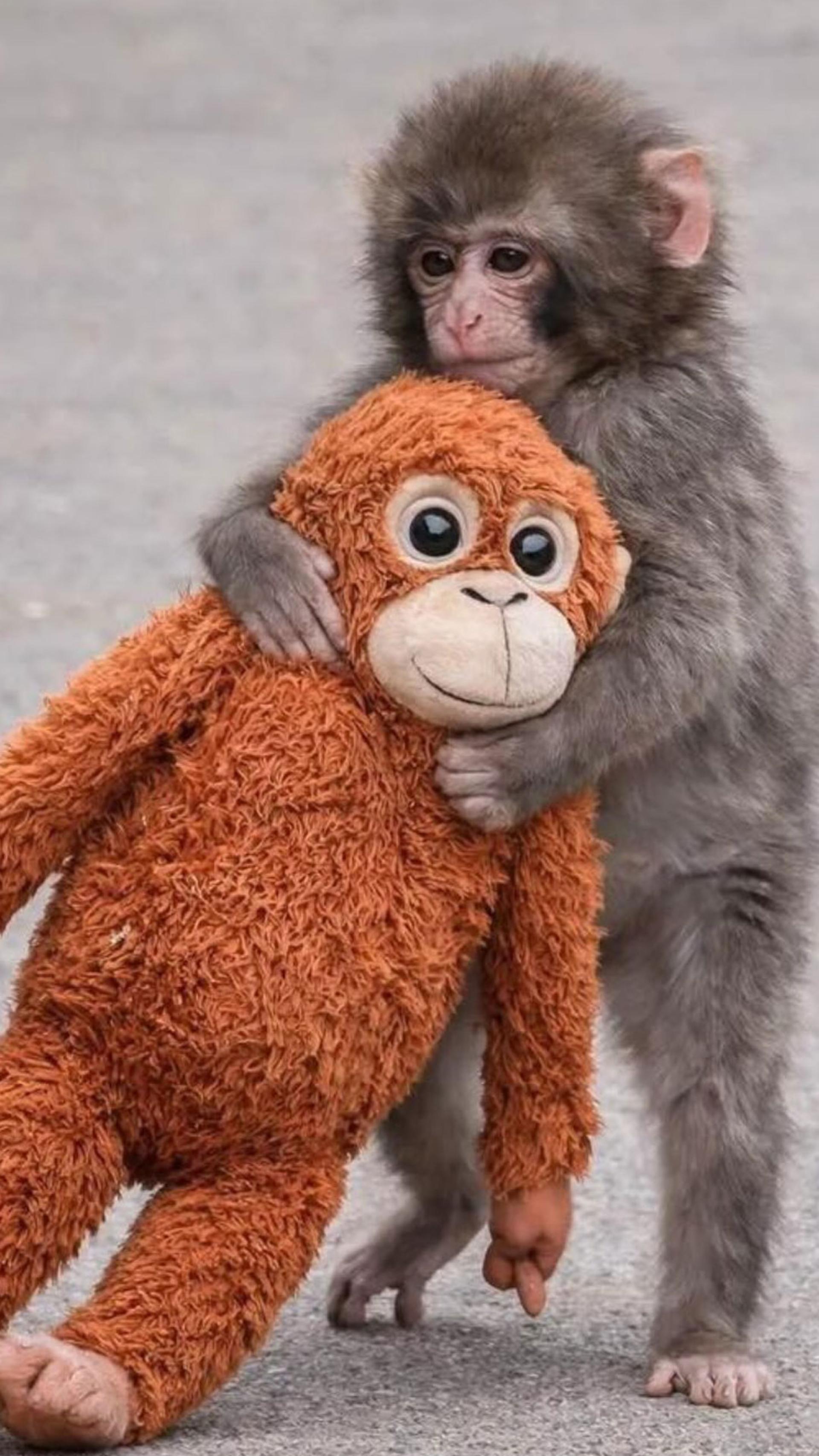 بچه میمون تنها