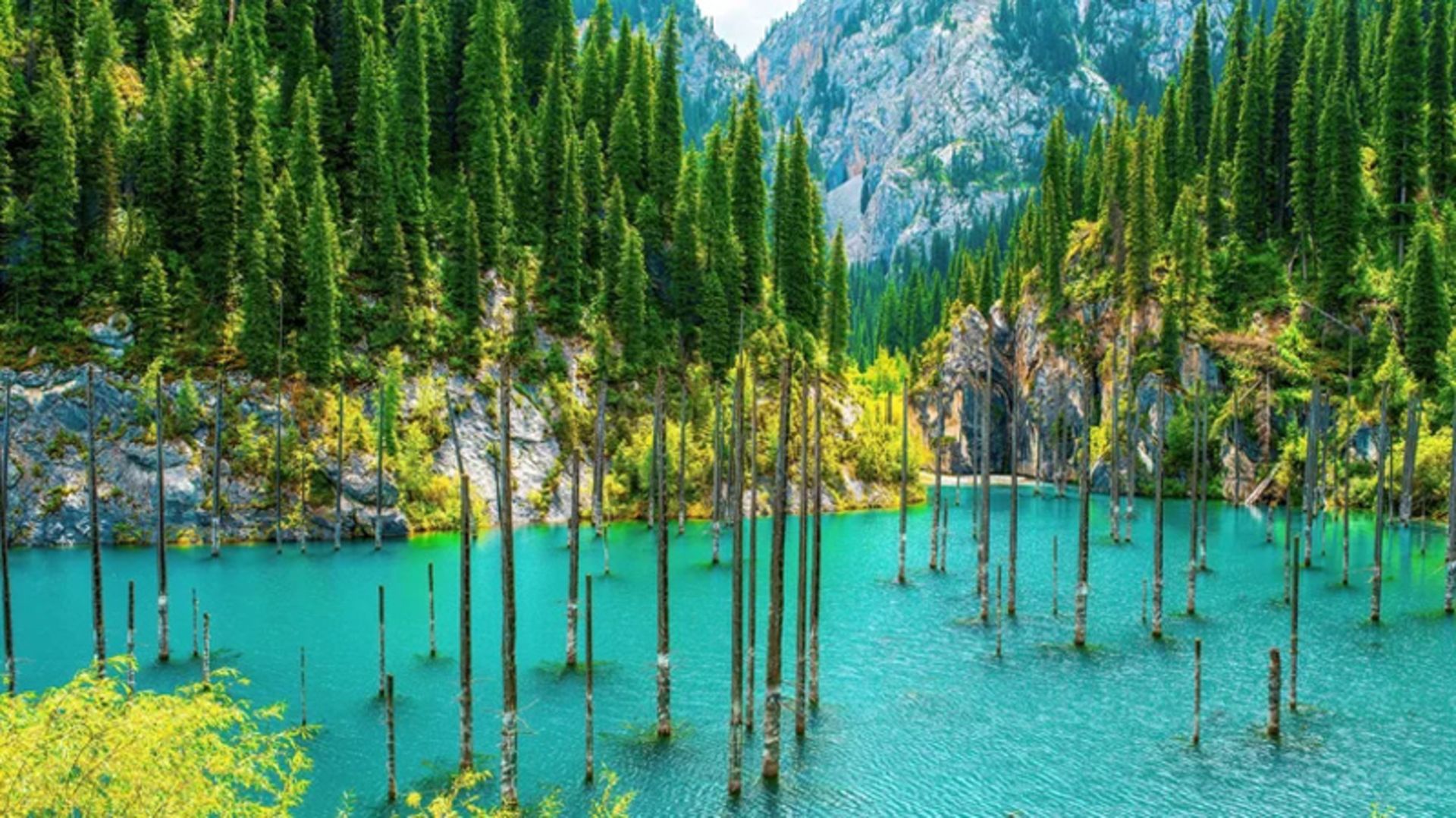 جنگل های غرق شده در دریاچه کایندی قزاقستان