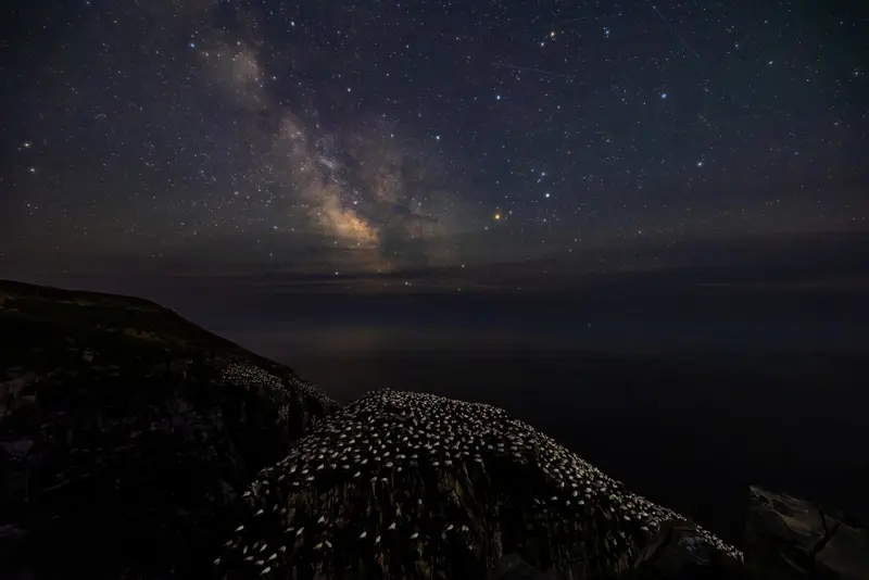 منظره ای از تجمع پرندگان در شب کوهستان