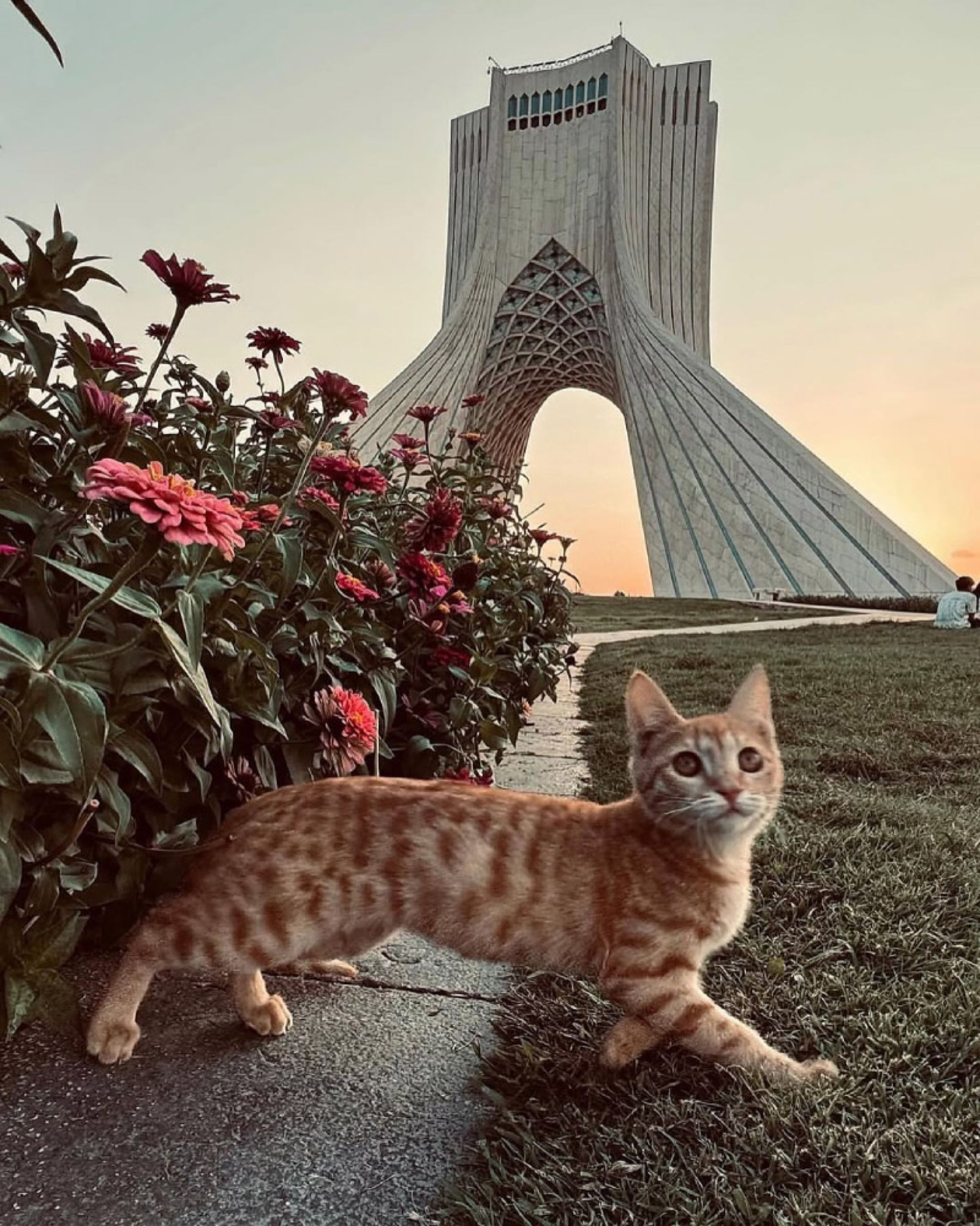 میدان آزادی و گربه‌ها