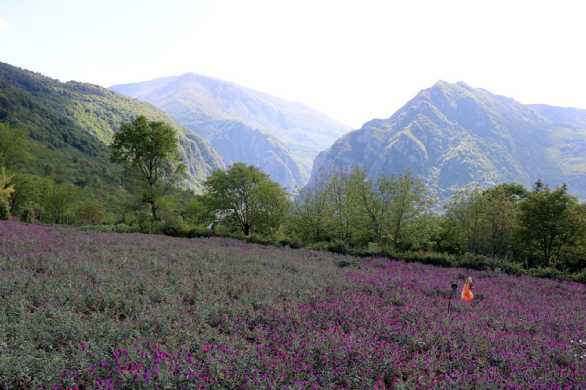 برداشت گل گاو زبان در گیلان