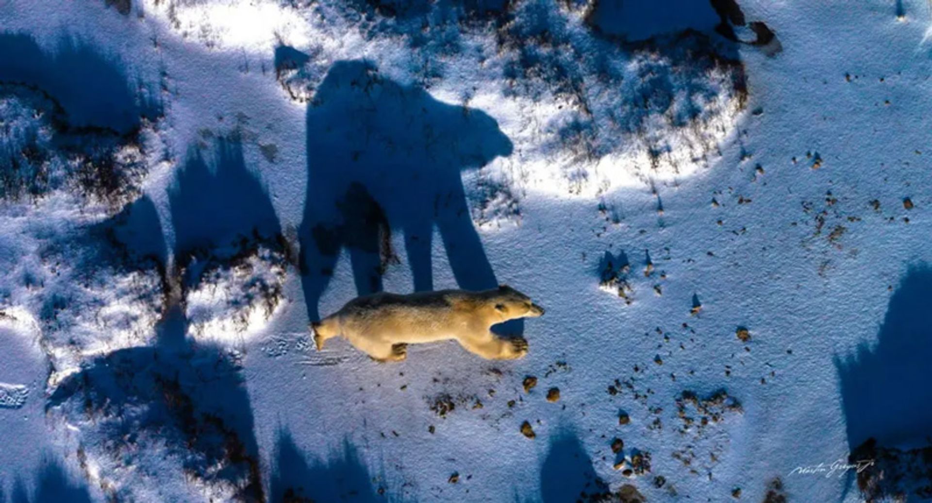 خرس قطبی در حال عبور از برف