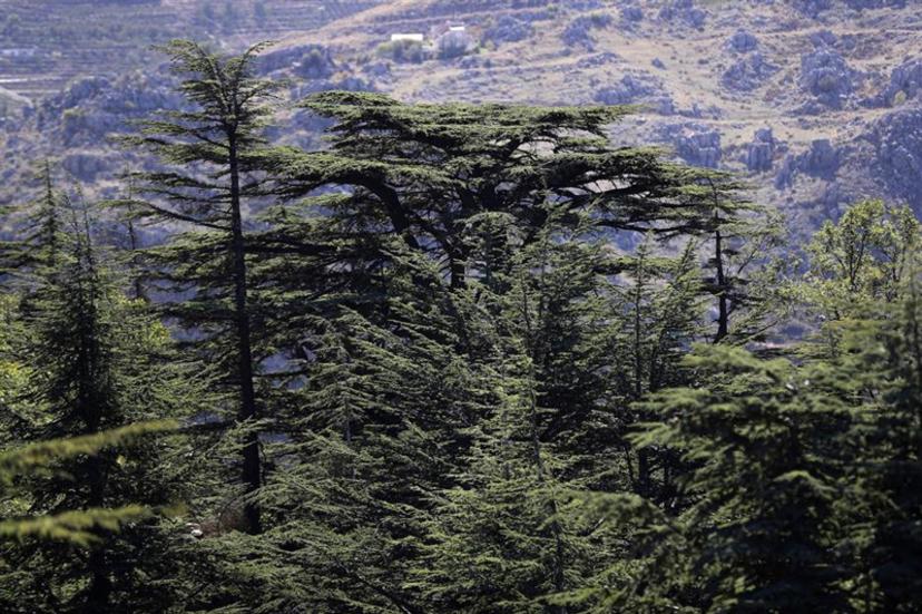 درخت سرو در جنگل های لبنان