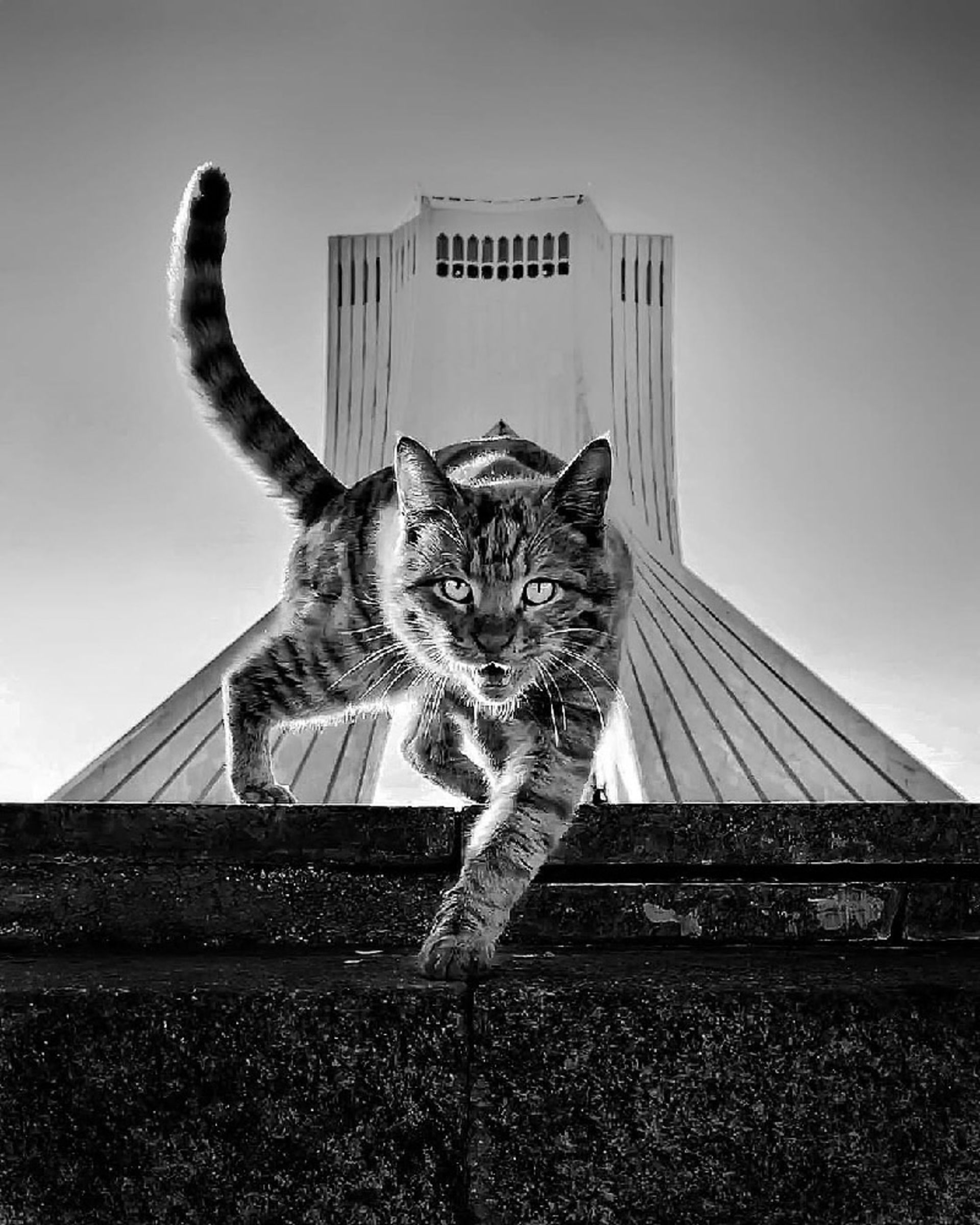 میدان آزادی و گربه‌ها