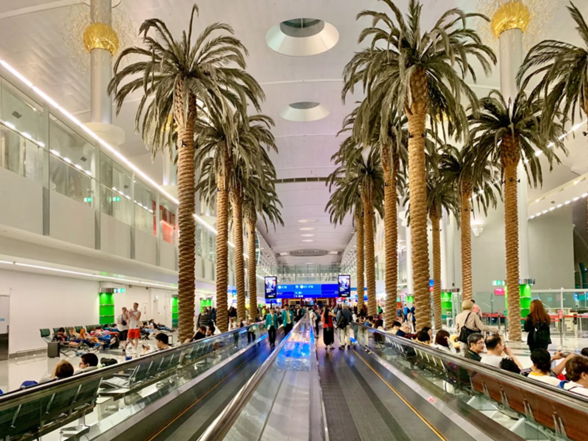 درختان نخل در فرودگاه دبی
