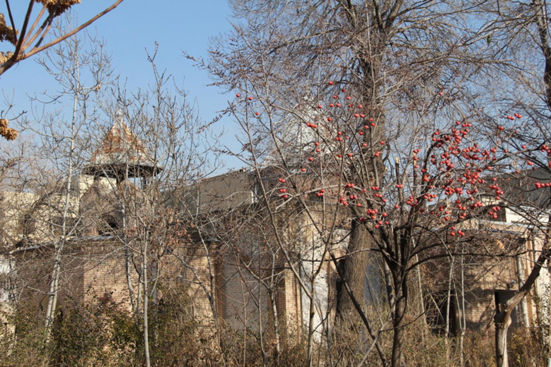 درختان میوه در کلیسای رفیعی قزوین