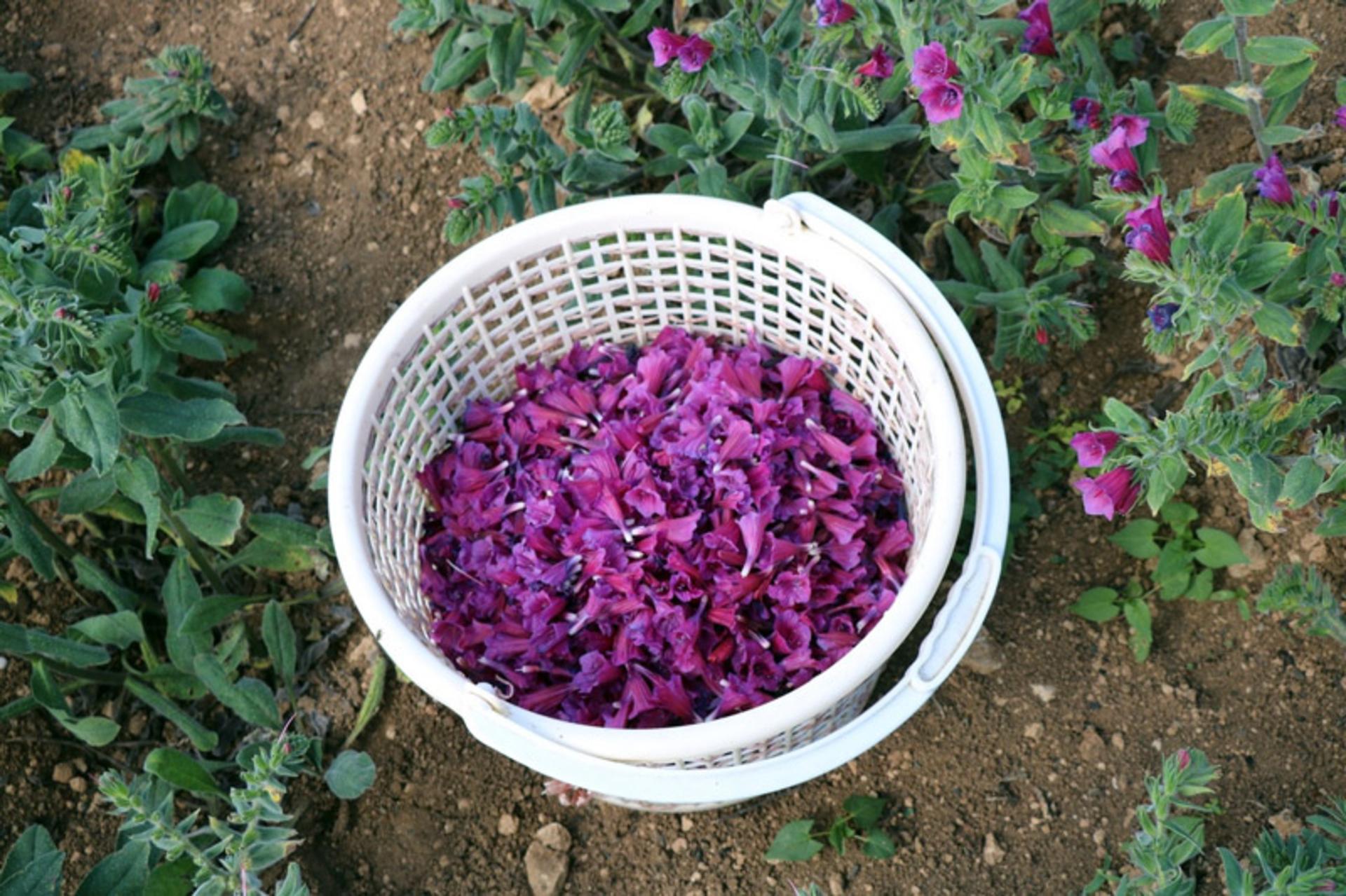 برداشت گل گاو زبان در گیلان