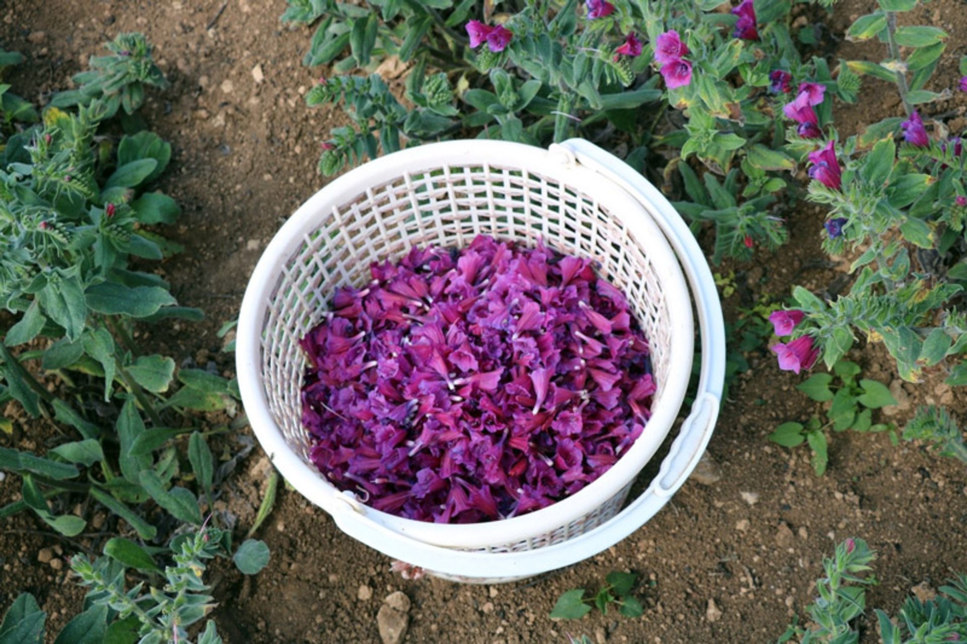 برداشت گل گاو زبان در گیلان