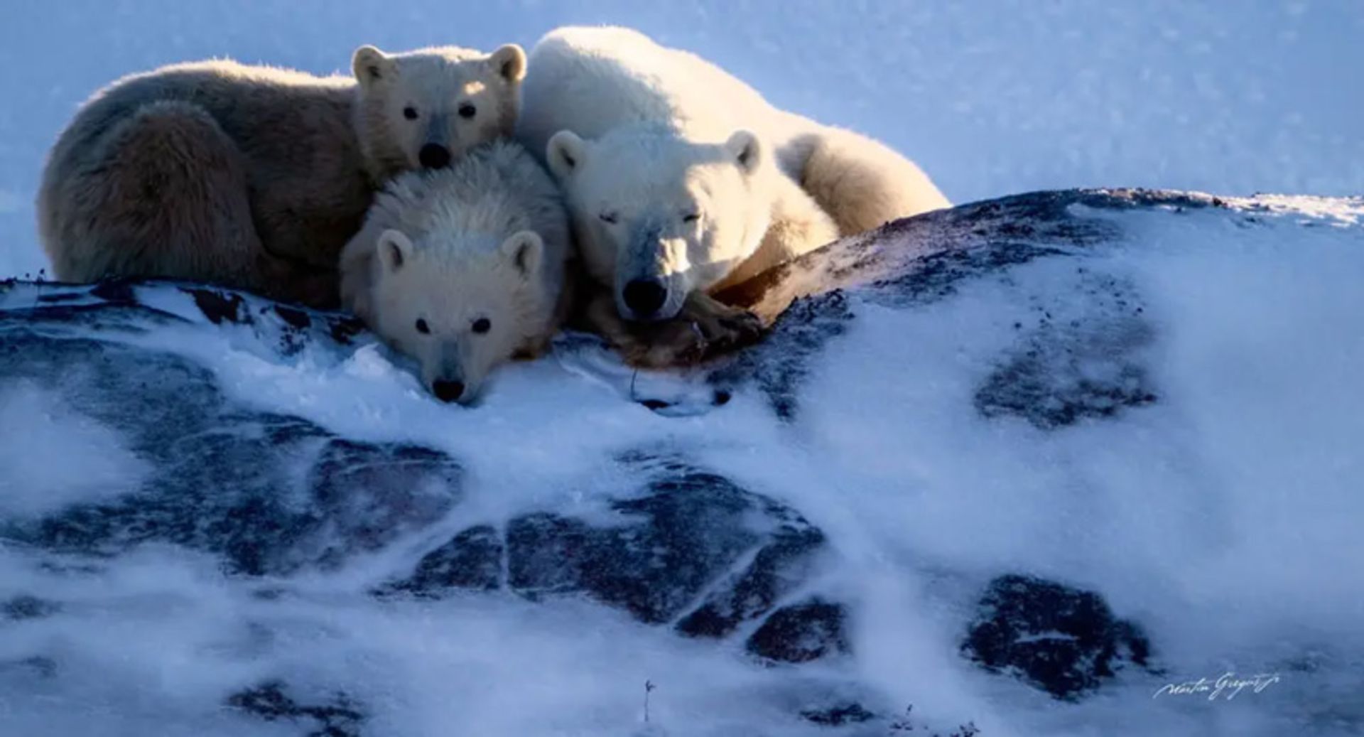 خرس‌های قطبی در حال استراحت