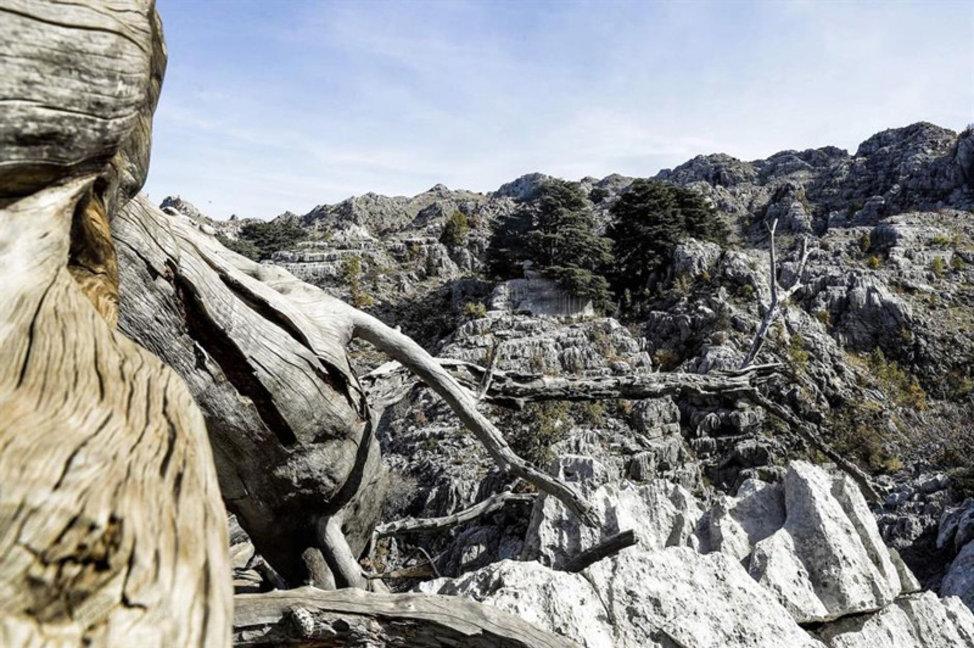 سروهای خشکیده در لبنان