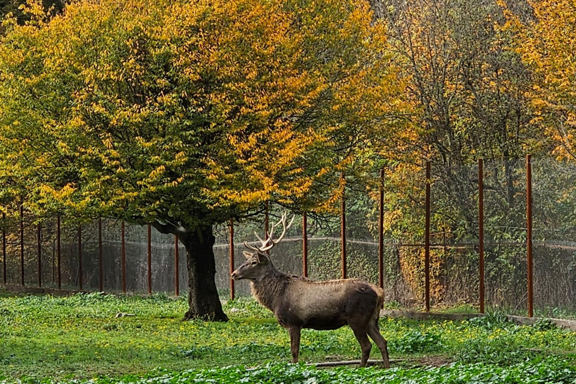 پاییز جنگل قرق