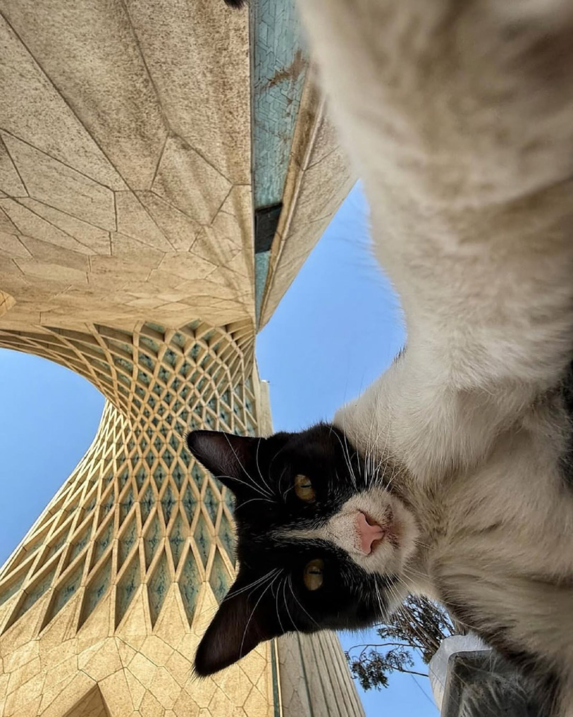 میدان آزادی و گربه‌ها