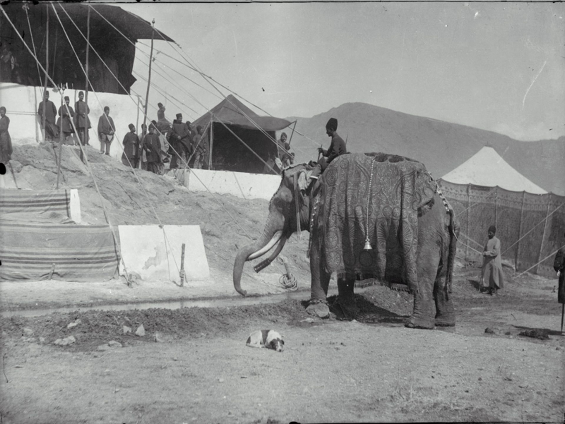 عکس تاریخی فیل در دوره قاجار