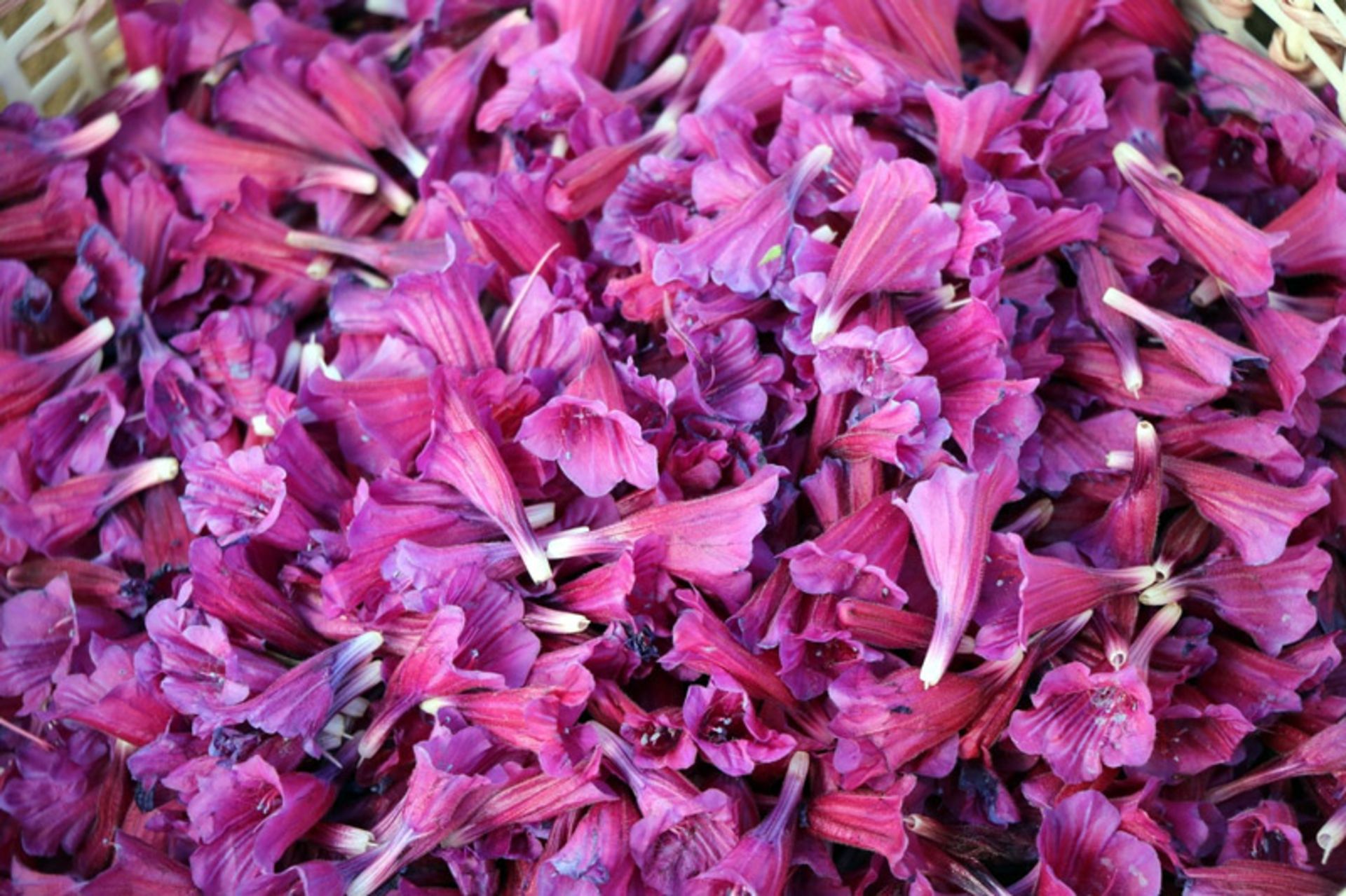 برداشت گل گاو زبان در گیلان