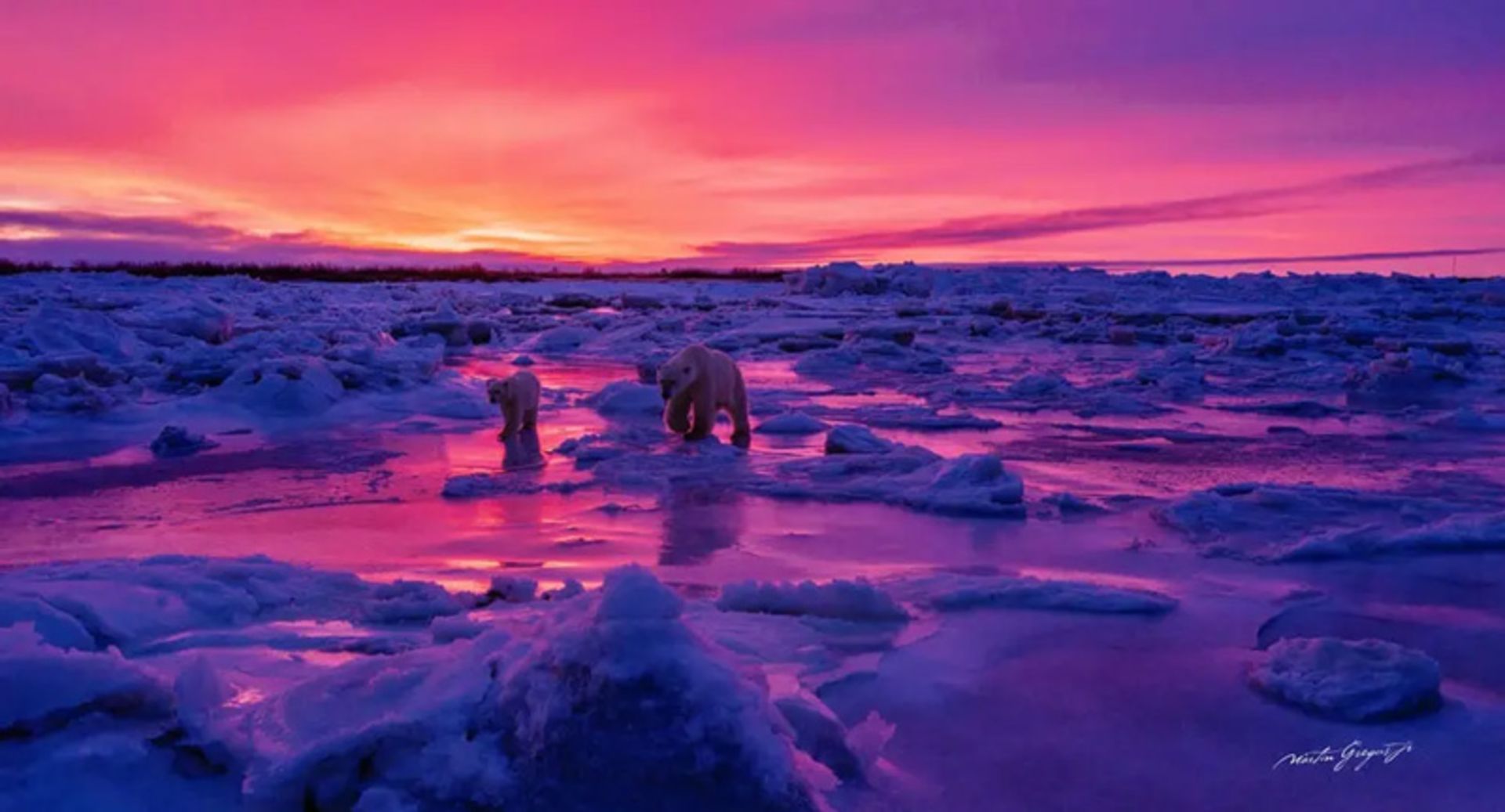 خرس‌های قطبی در غروب خورشید