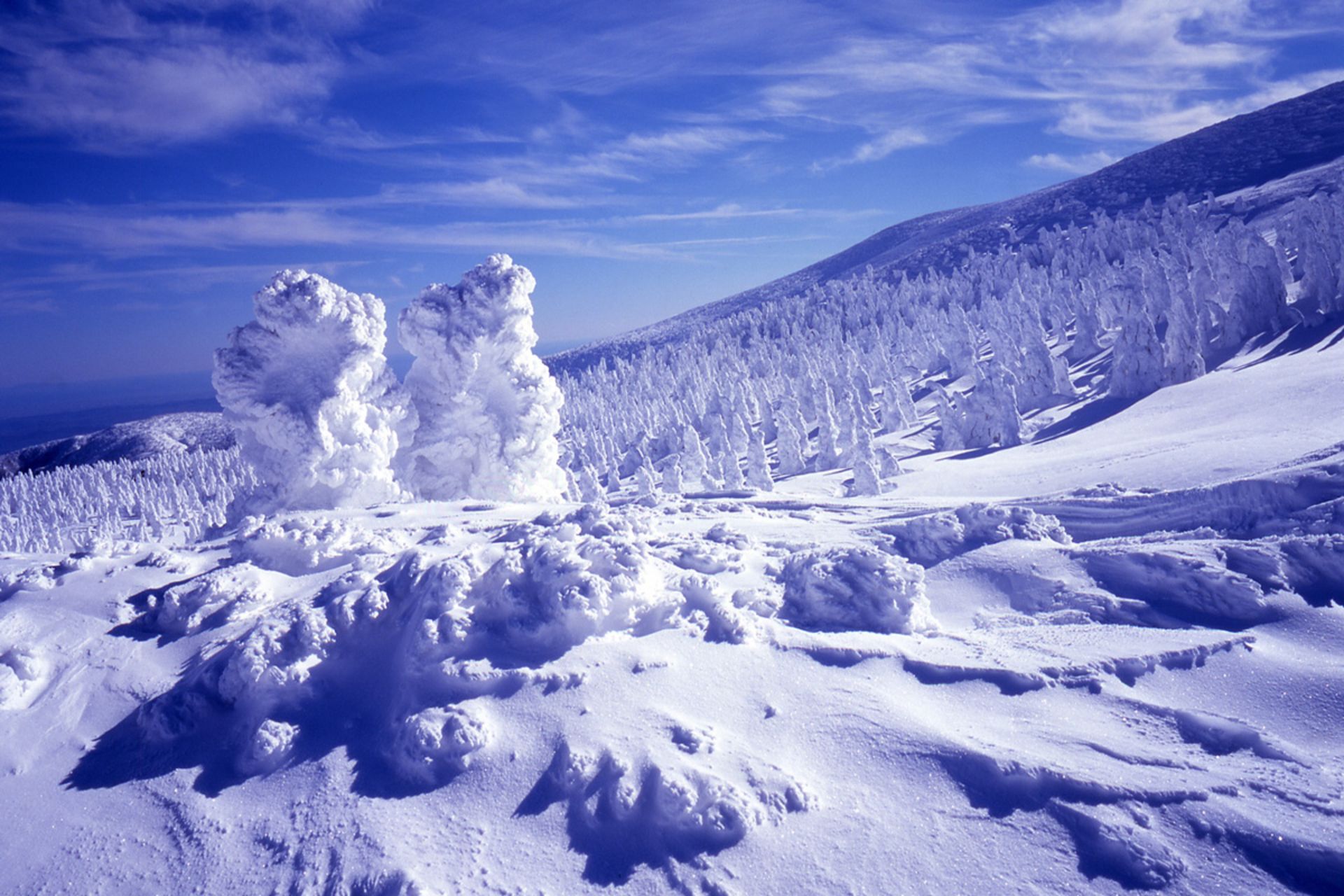 کاج‌های برفی در پدیده جوهیو در کوهستان ژاپن