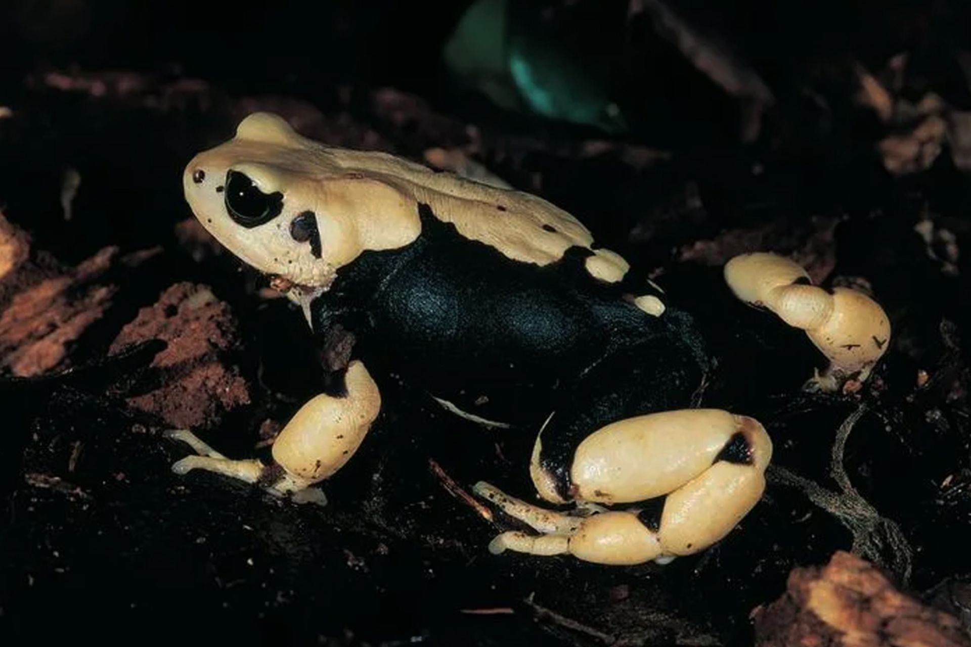 وزغ‌های زنده‌زا