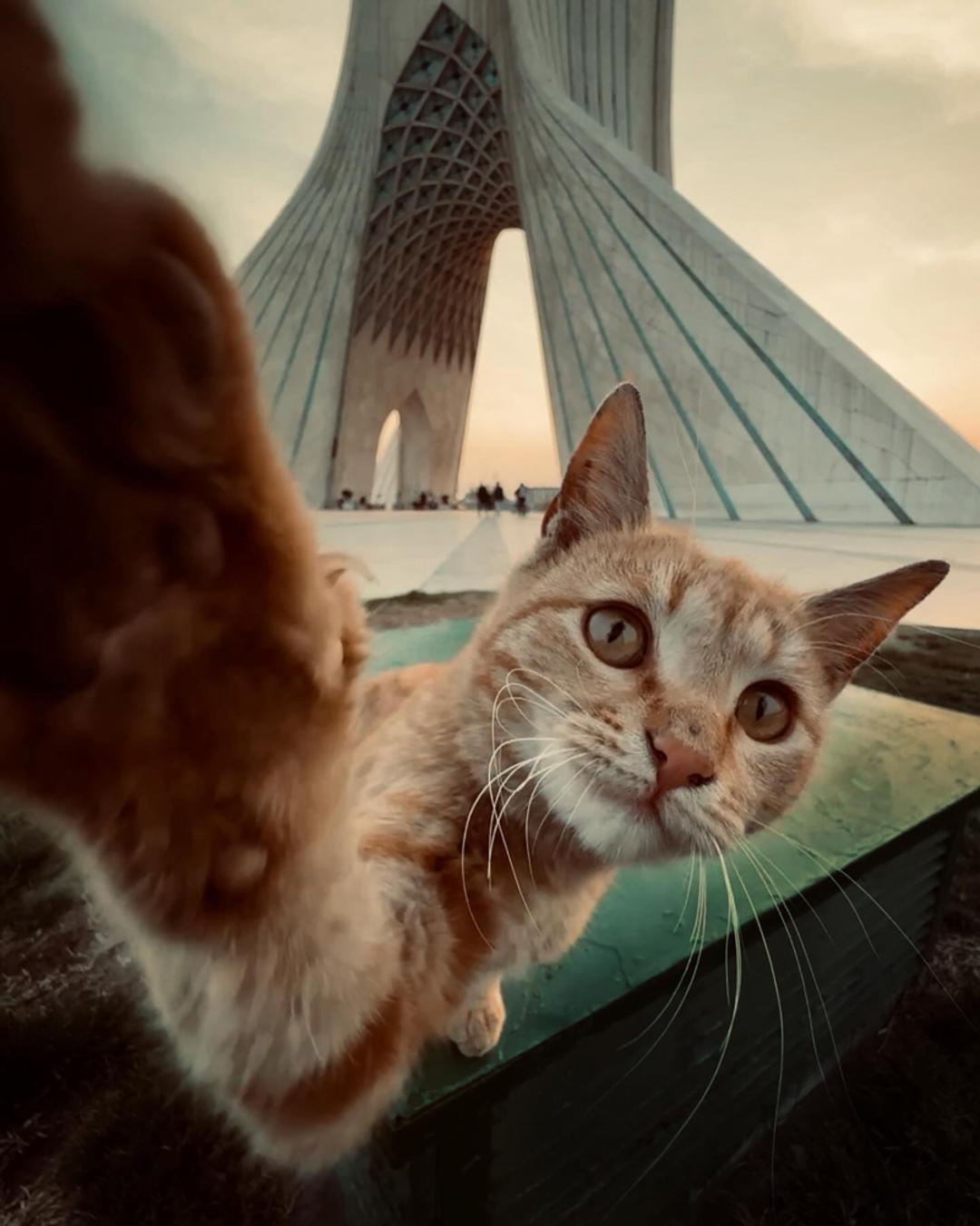 میدان آزادی و گربه‌ها