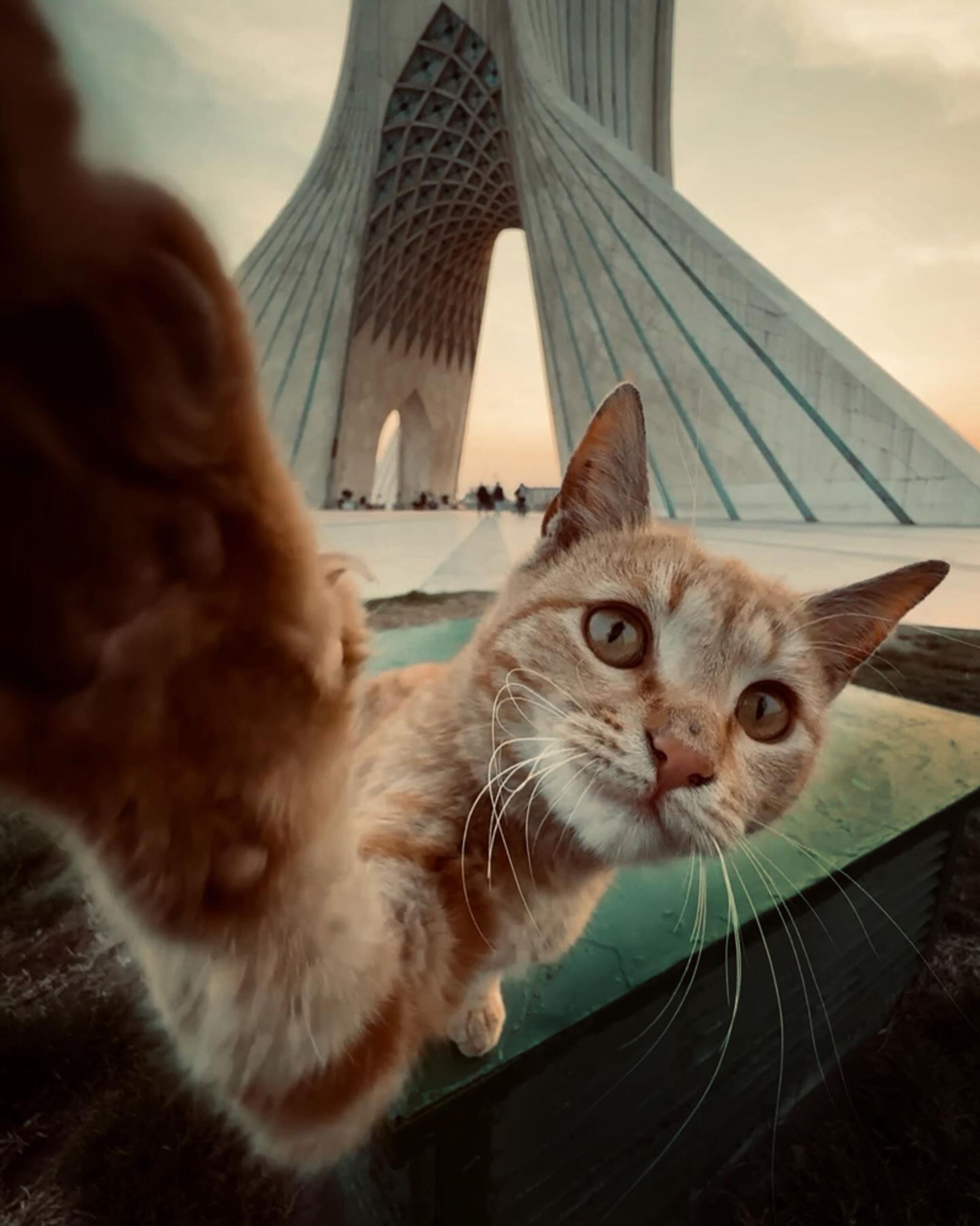 میدان آزادی و گربه‌ها