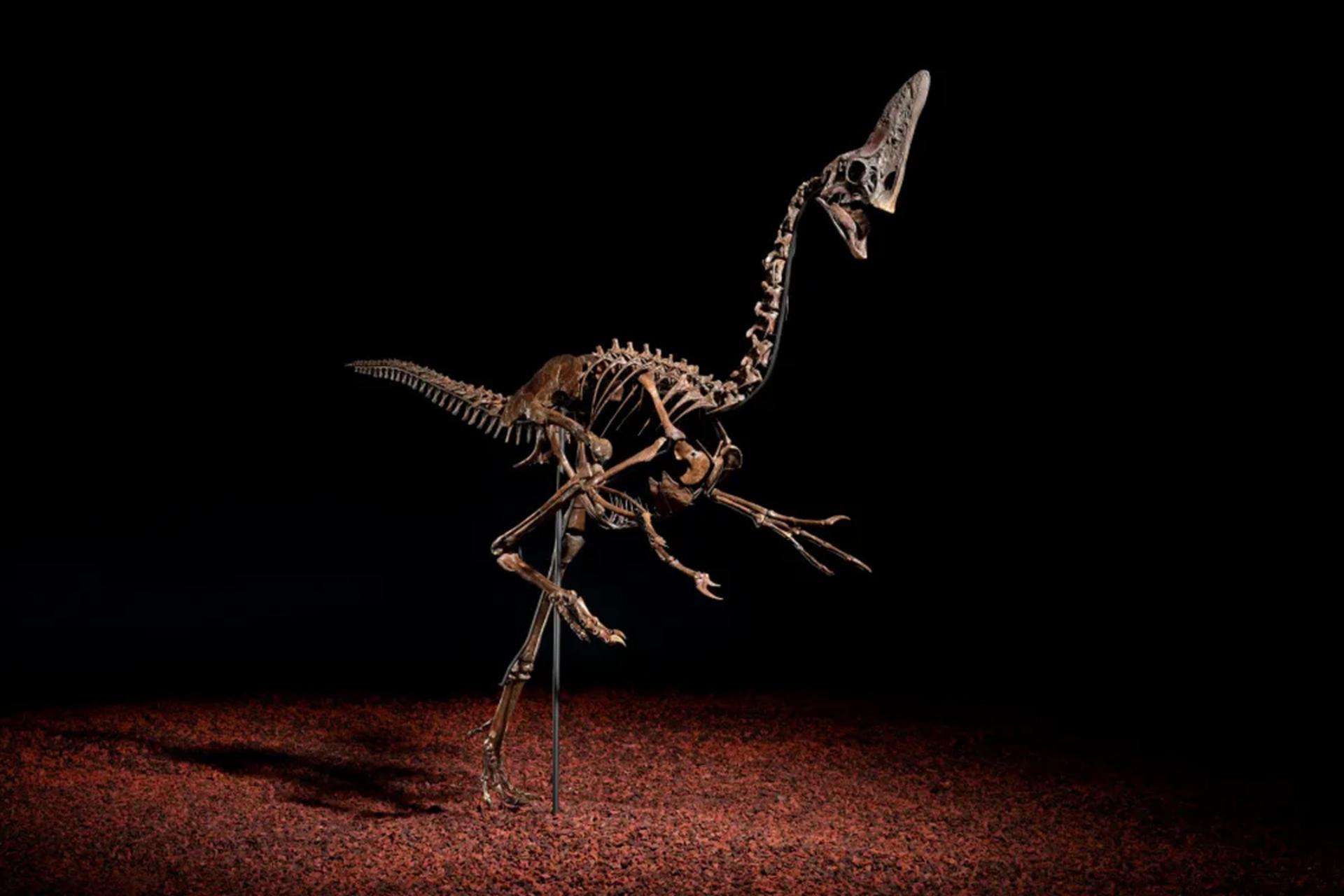 حراج دایناسور