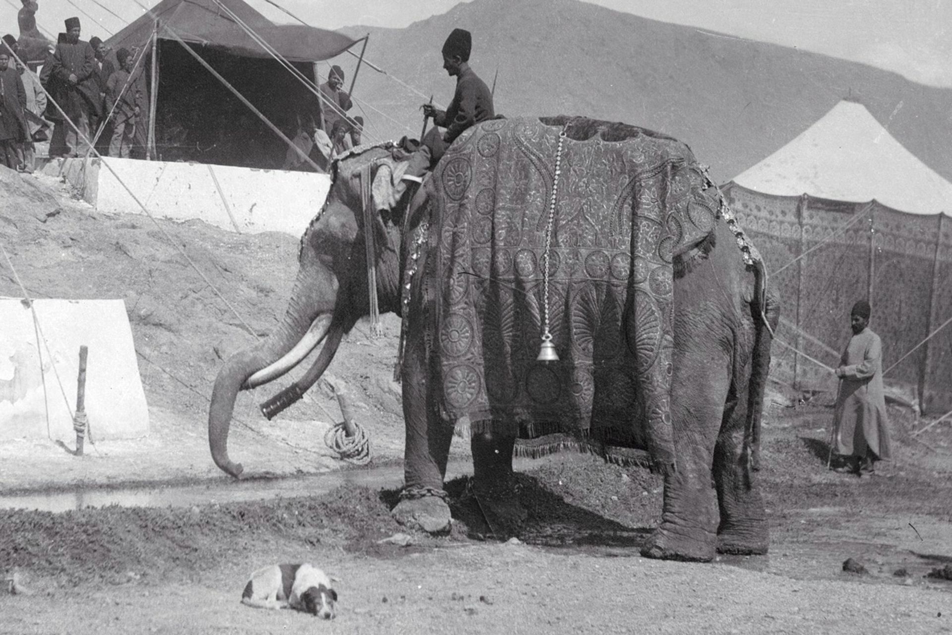 عکس تاریخی فیل در دوره قاجار