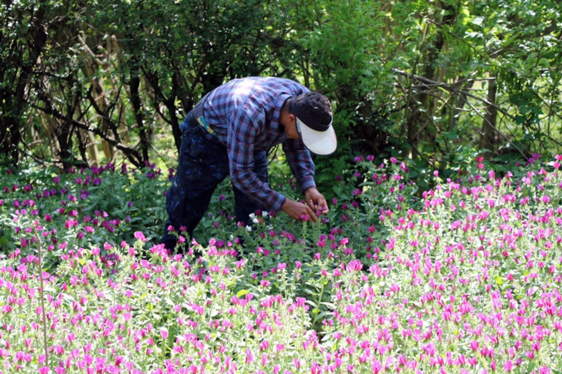 برداشت گل گاو زبان در گیلان