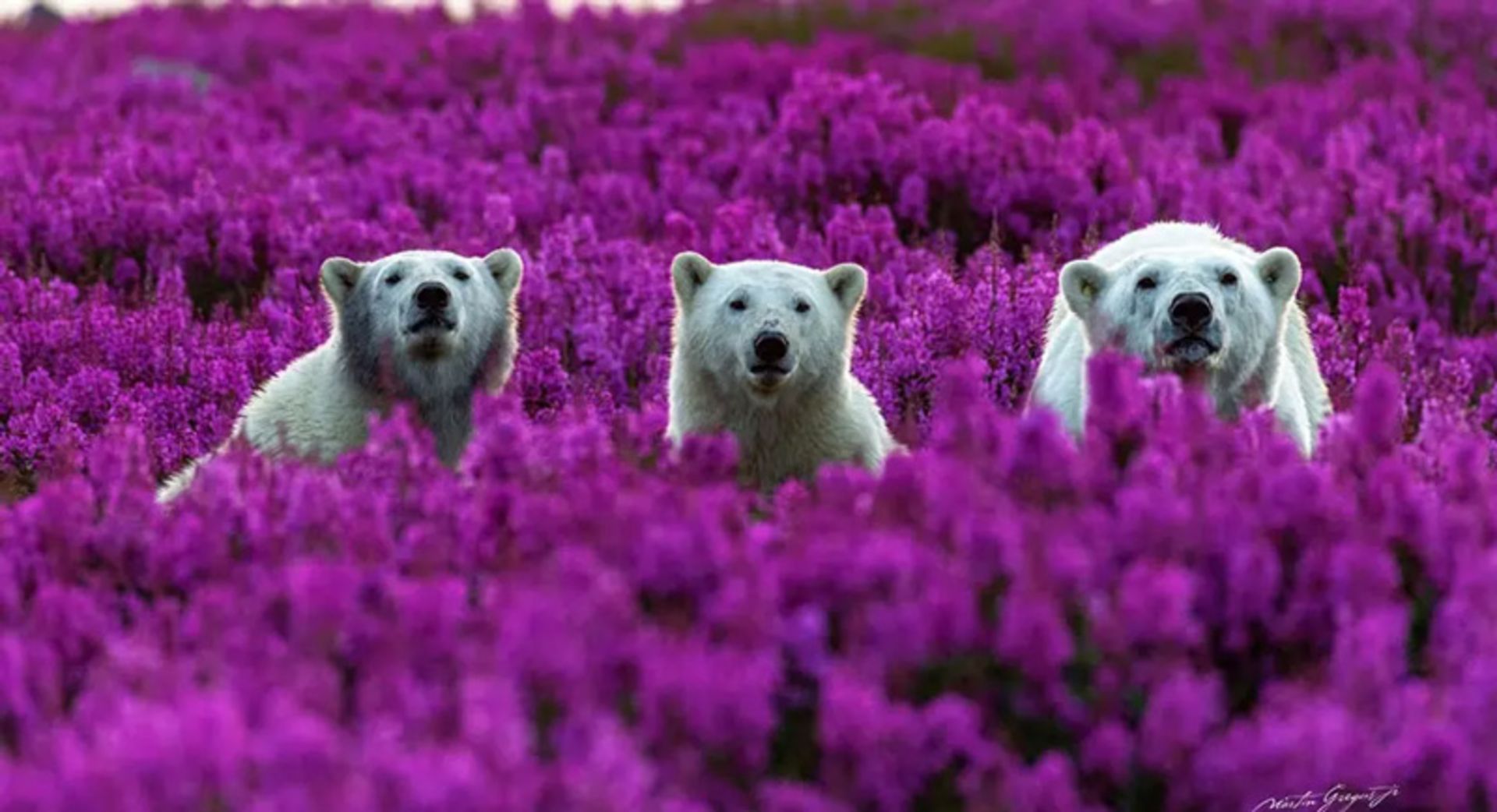 خرس‌های قطبی میان گل‌های وحشی