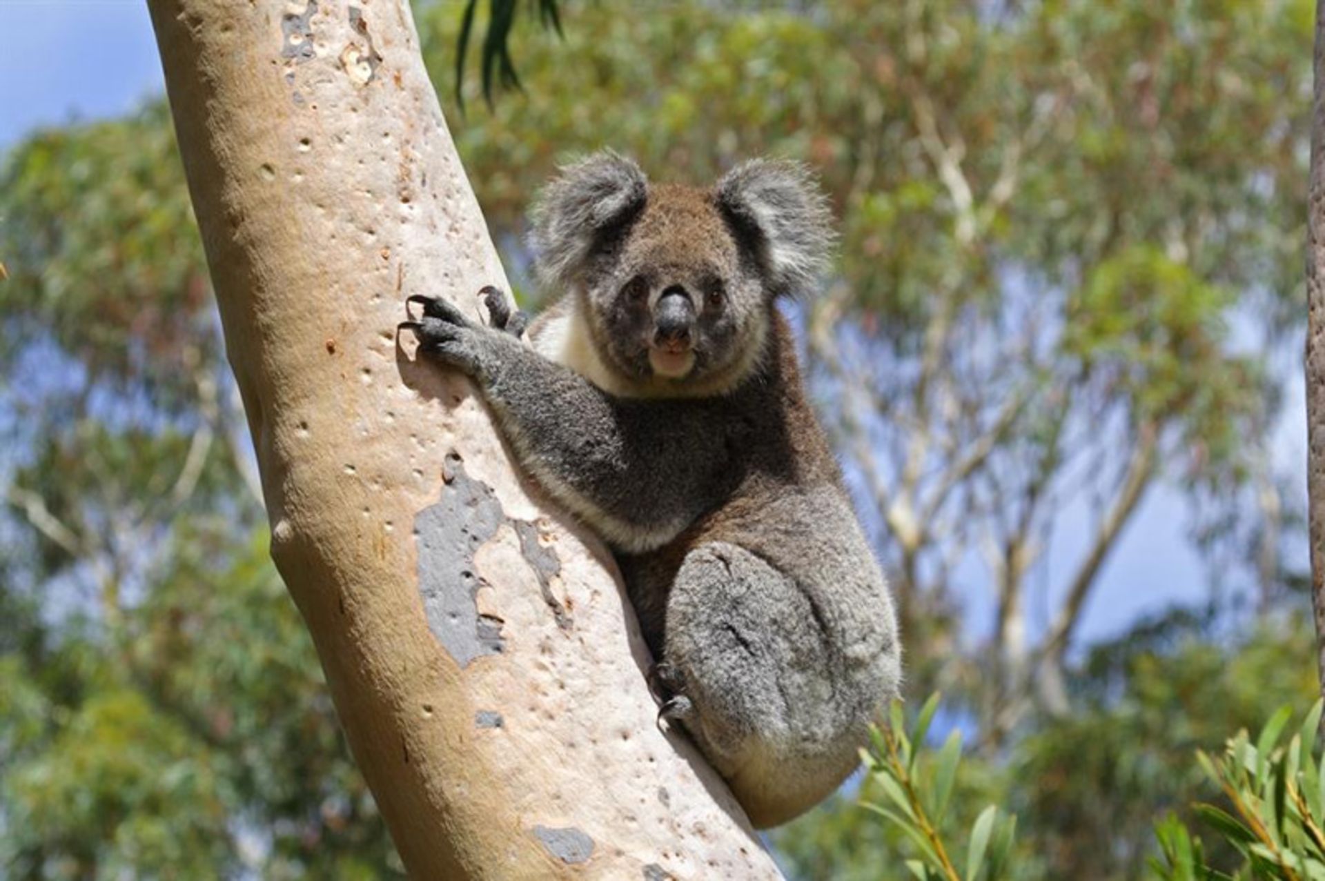 کوالا در جنگل های استرالیا
