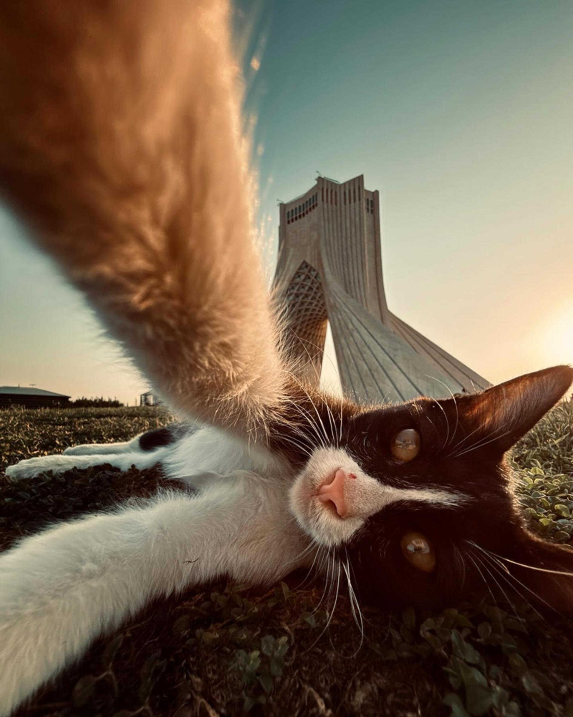 میدان آزادی و گربه‌ها