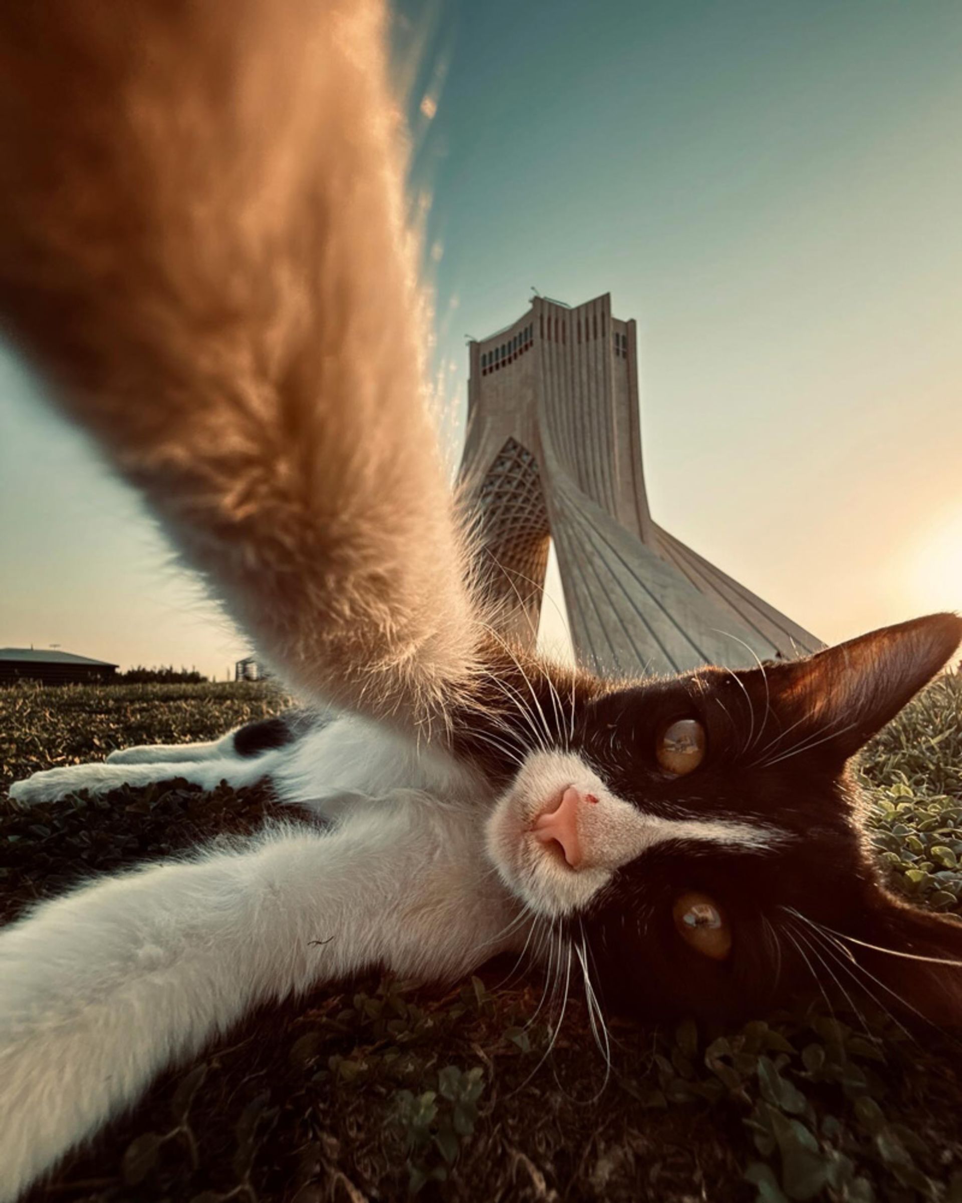 میدان آزادی و گربه‌ها